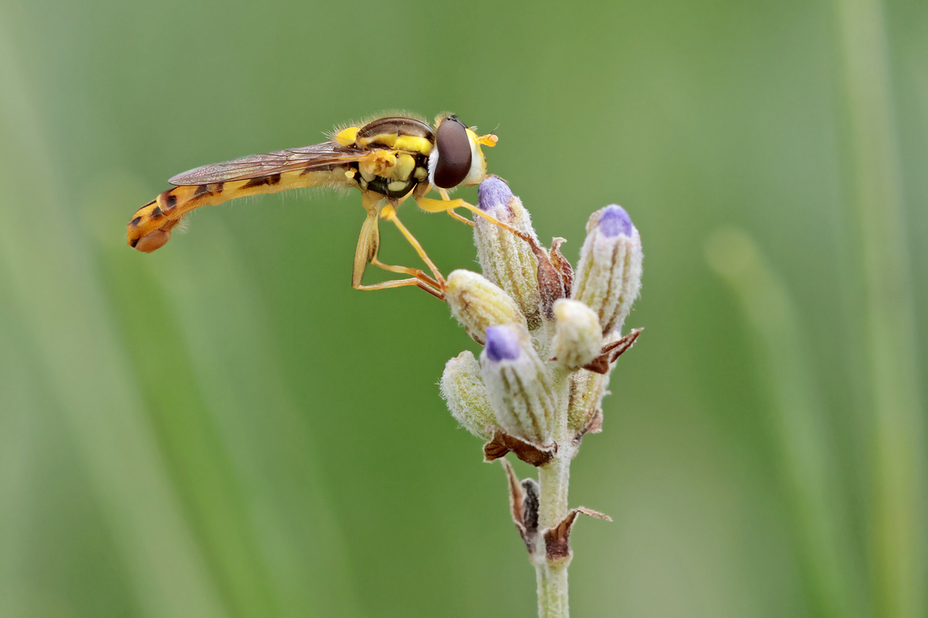 Schwebfliege