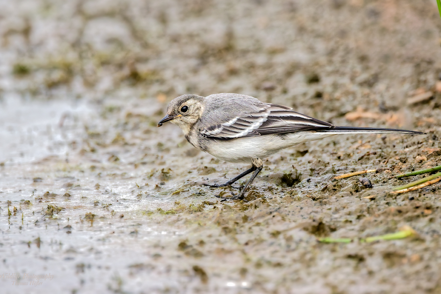 Juv. Bachstelze