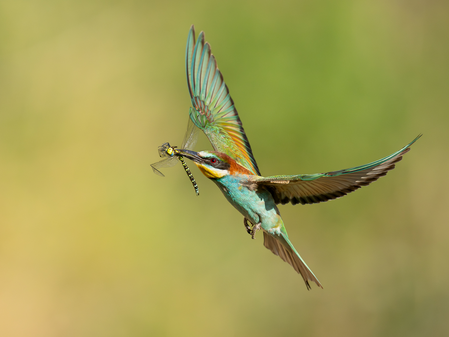 Libelle