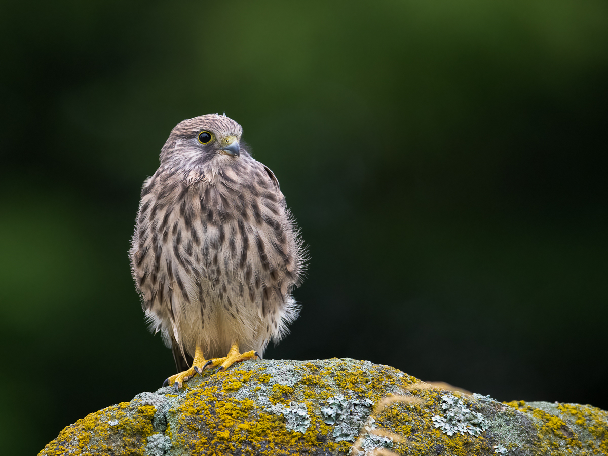 Jungfalken - Erster Ausflug