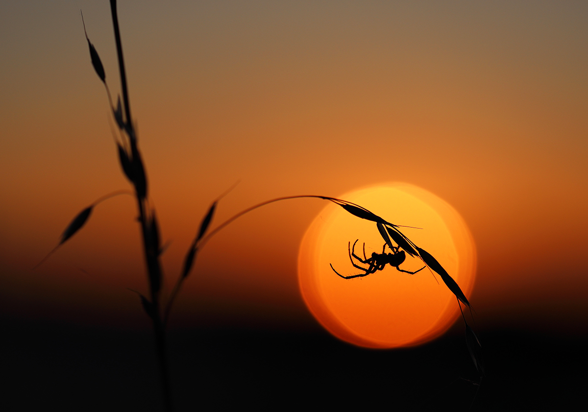 Spinne bei Sonnenaufgang
