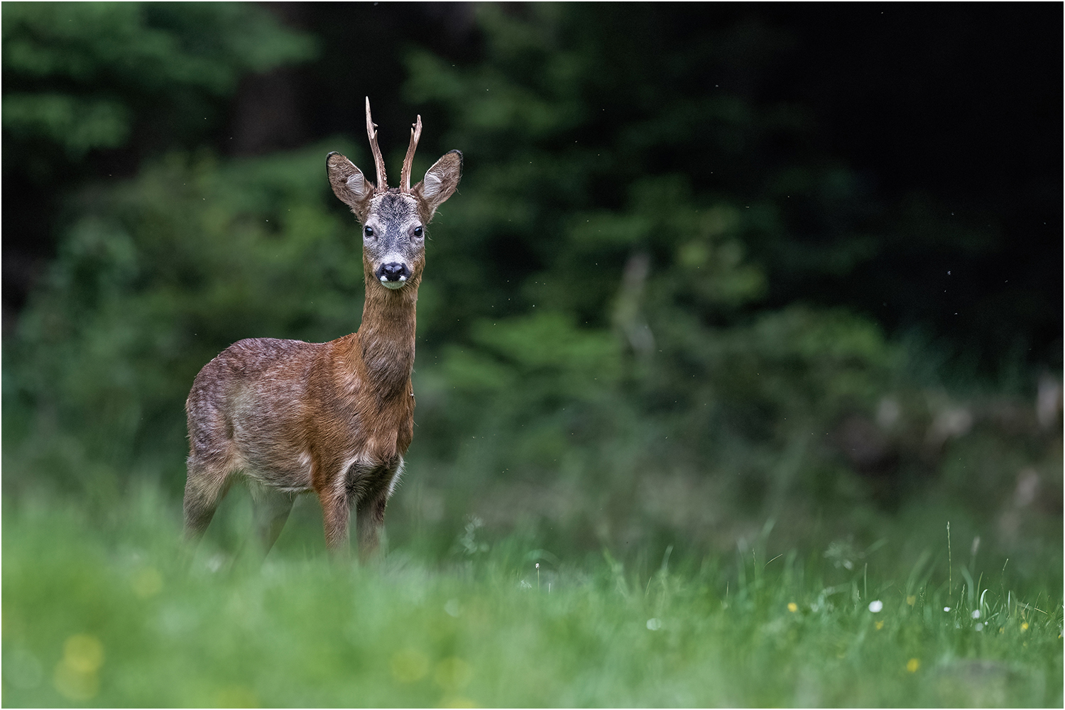 Bock im Eifelwald