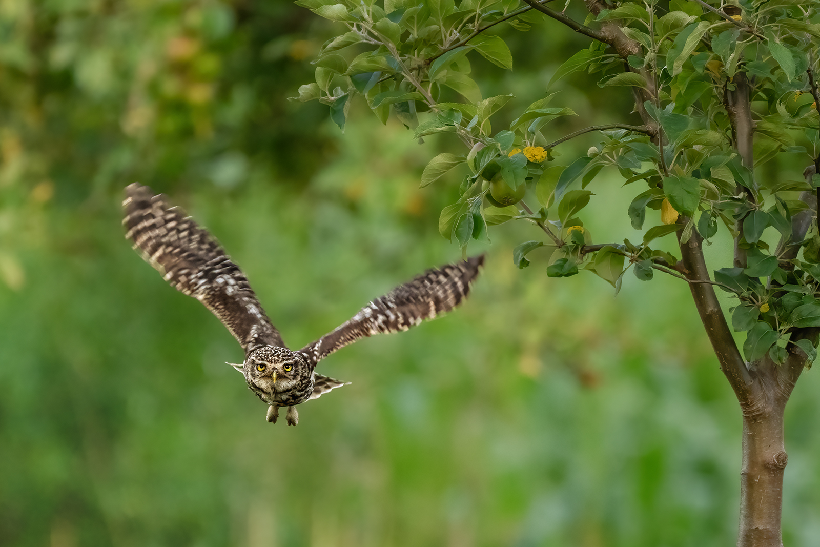 In der Obstwiese