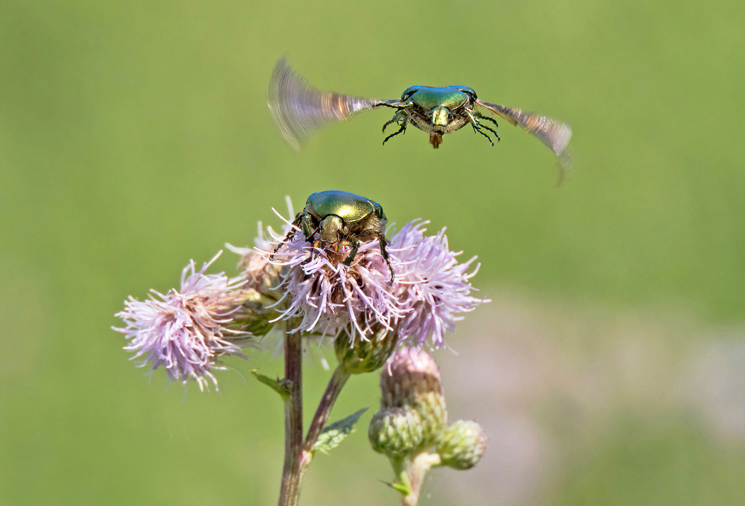 Ein Männchen fliegt ein