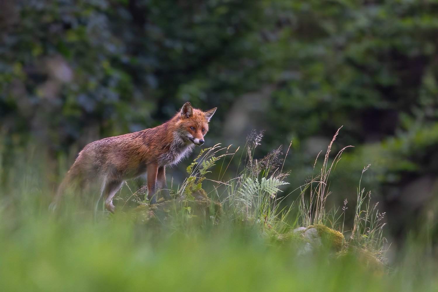 Der Bergfuchs