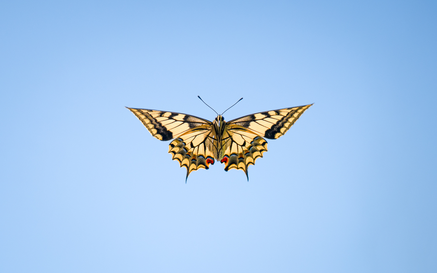 Papilio im Flug
