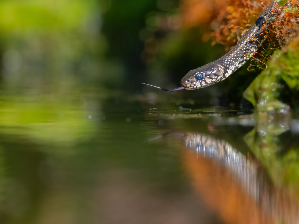 Ringelnatter im Wasserspiegel