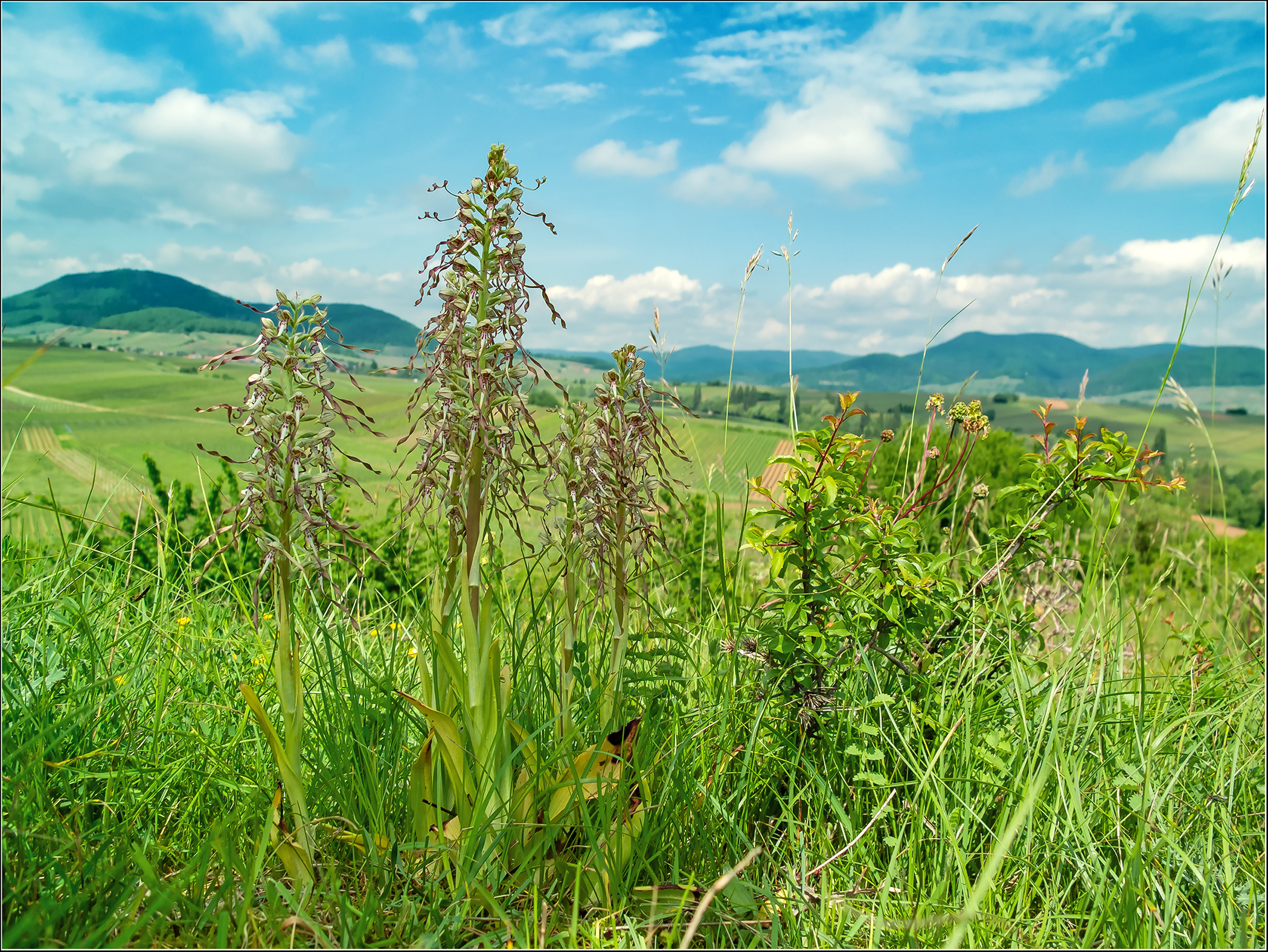 "Impressionen aus der Pfalz"