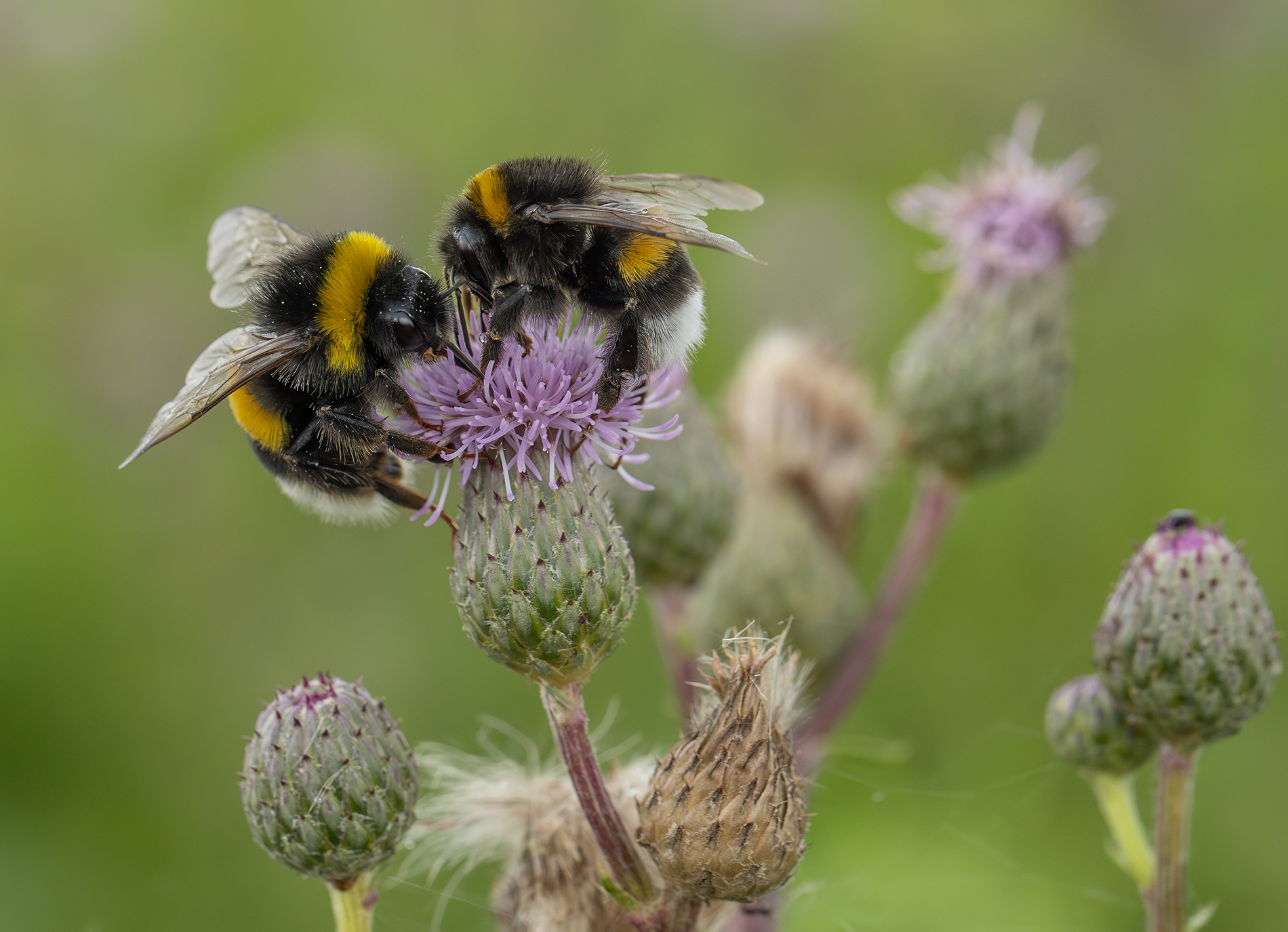 Hummel Freude