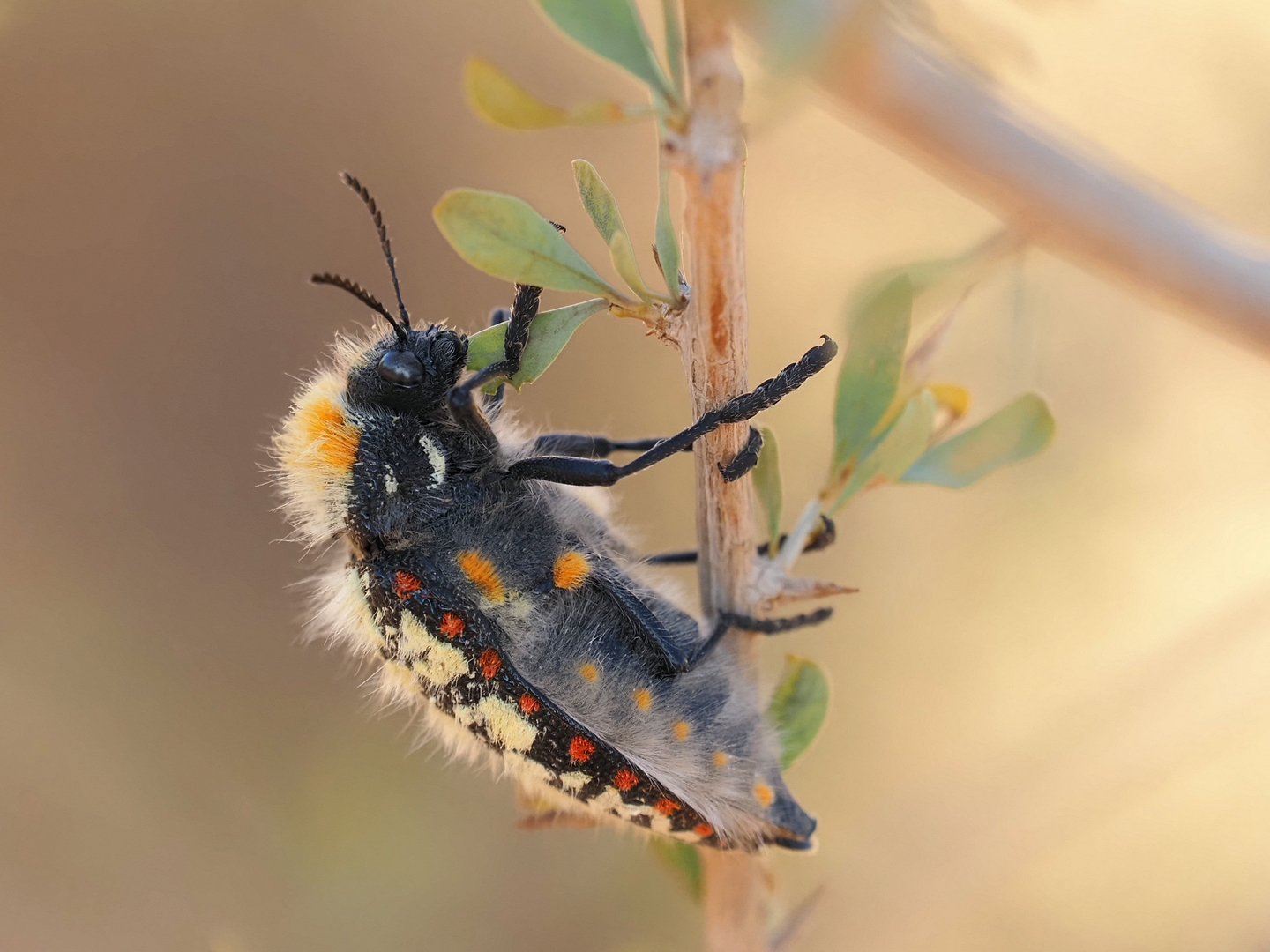 Julodis