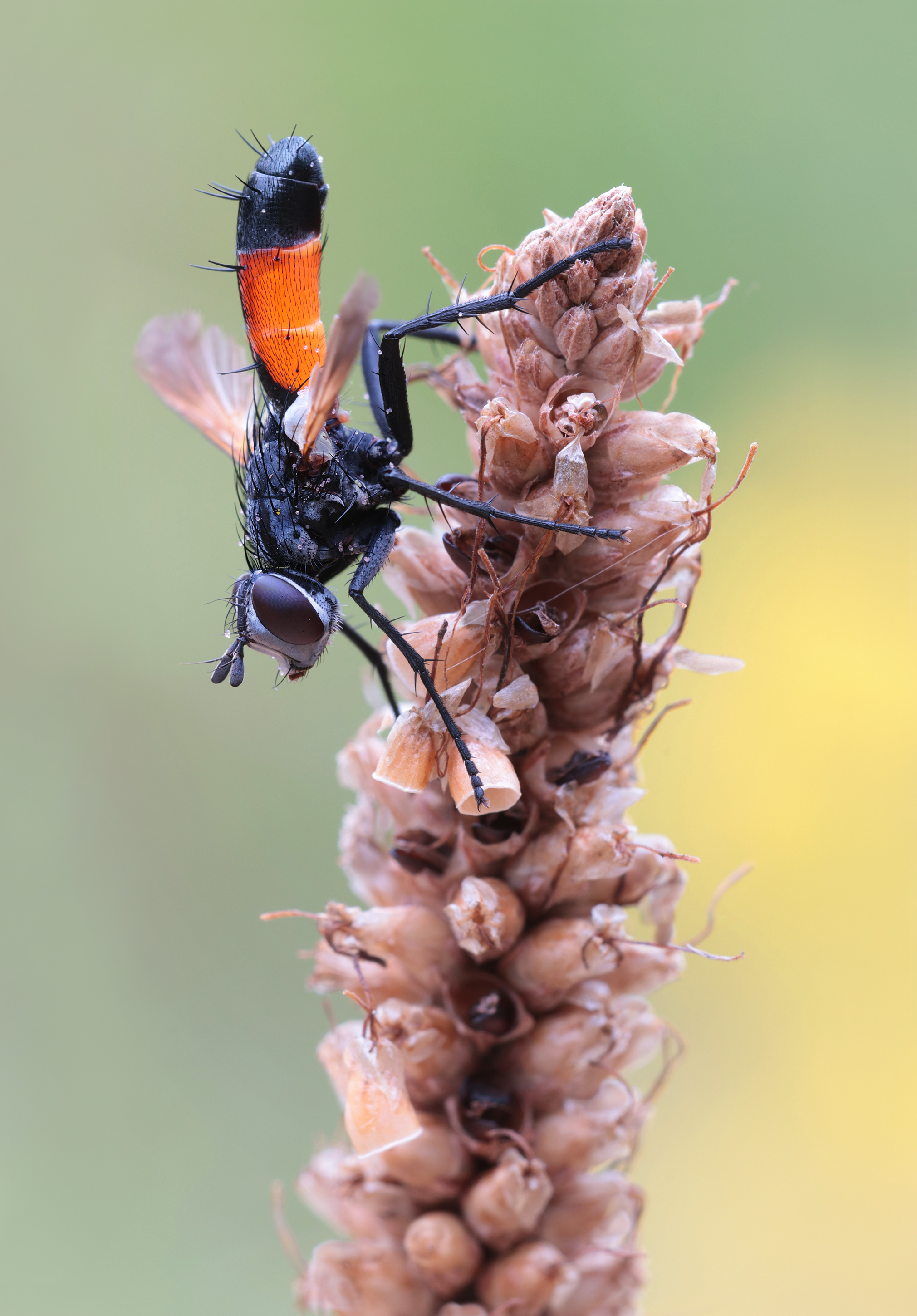 Die Raupenfliege....