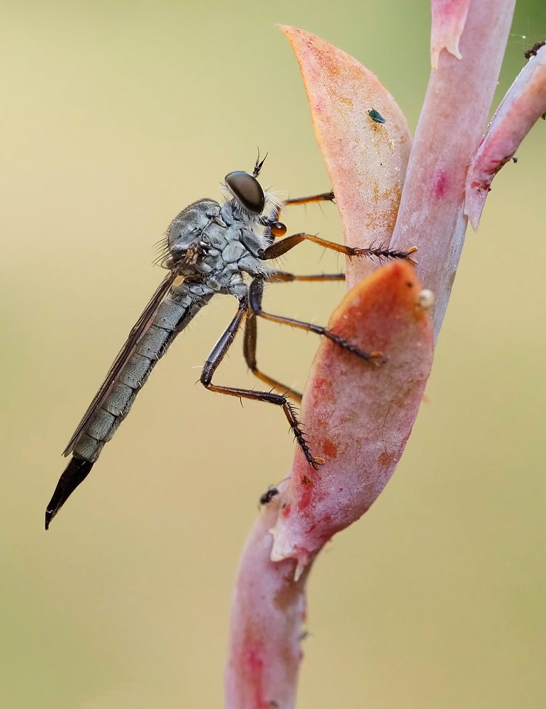 Raubfliege 