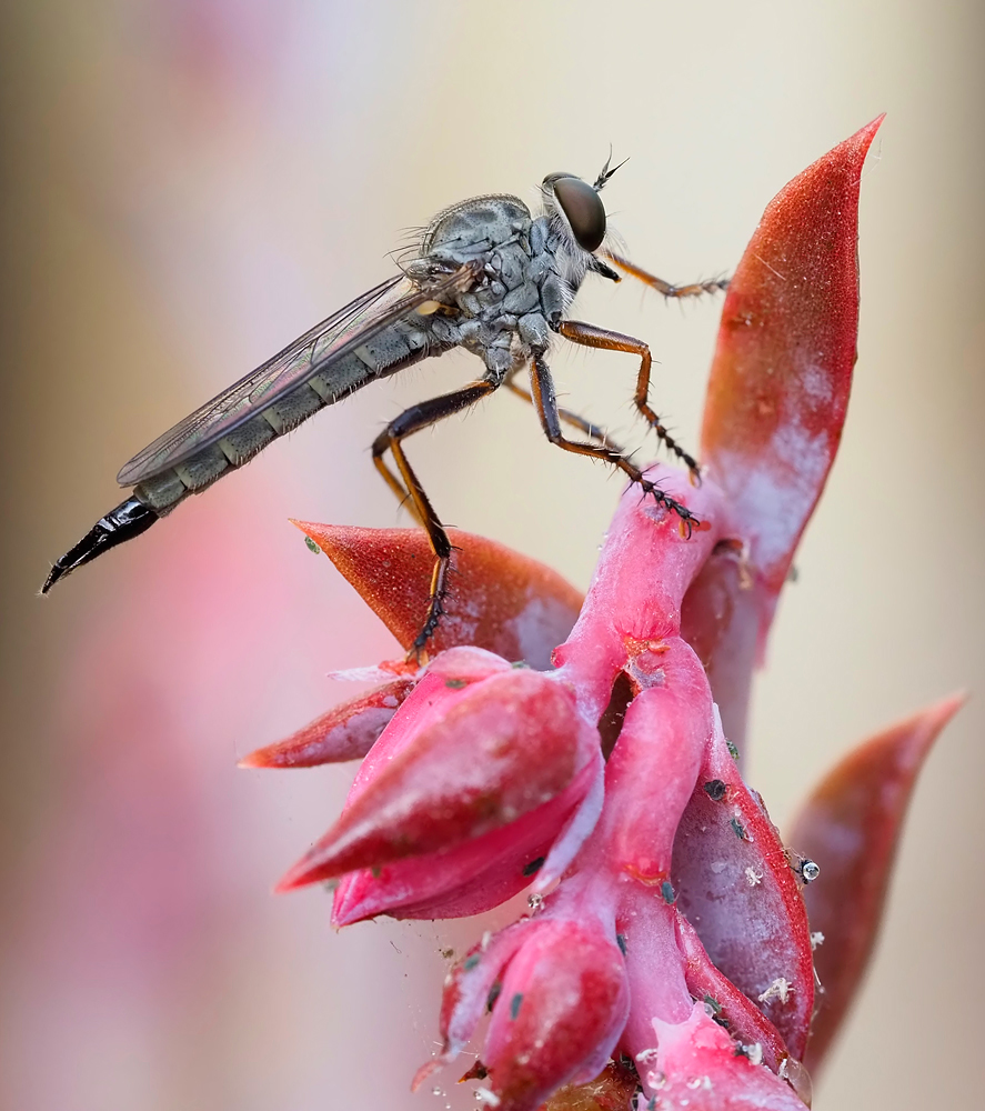 Raubfliege  