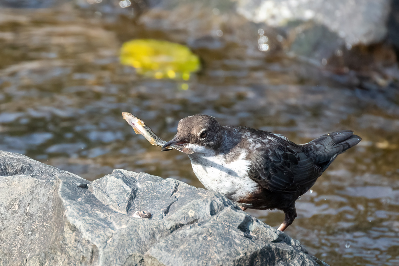Fischende Wasseramsel