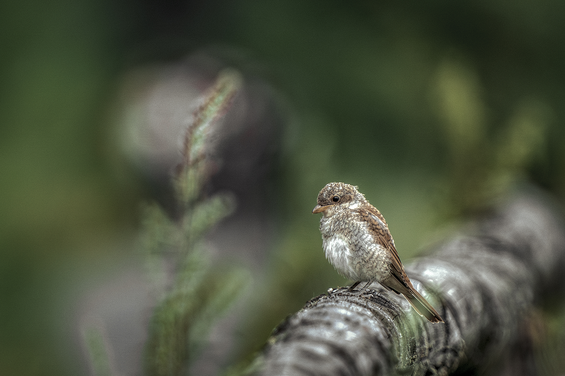 Neuntöter, Jungvogel