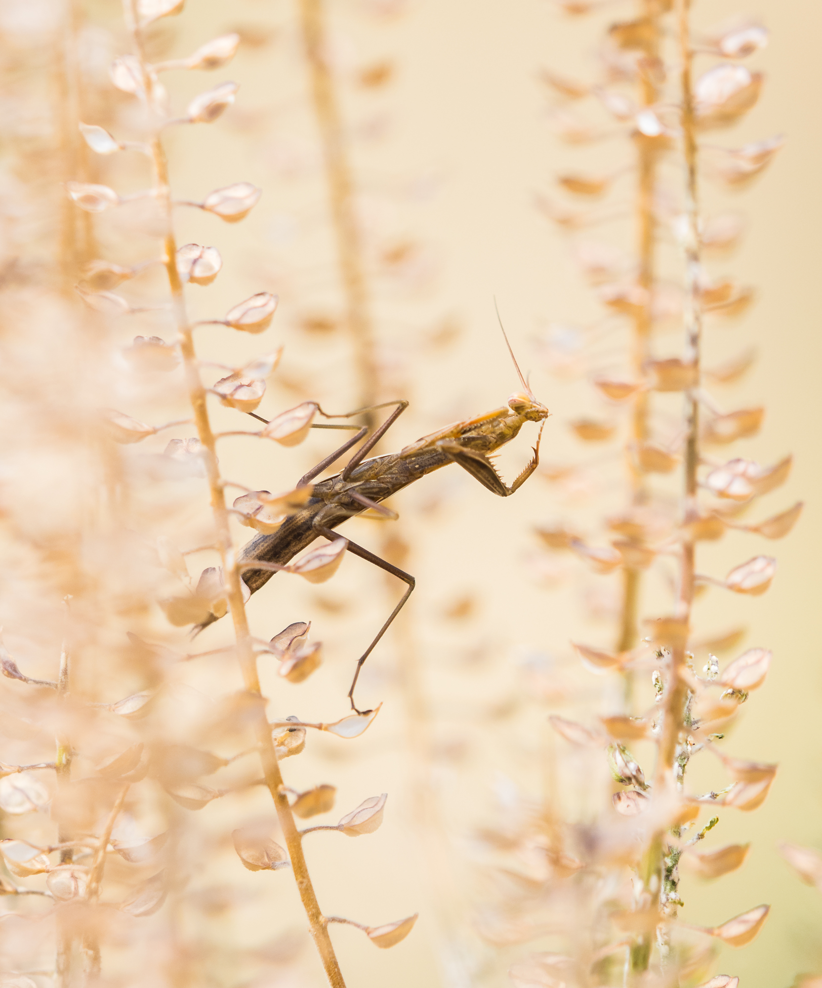 Mantis