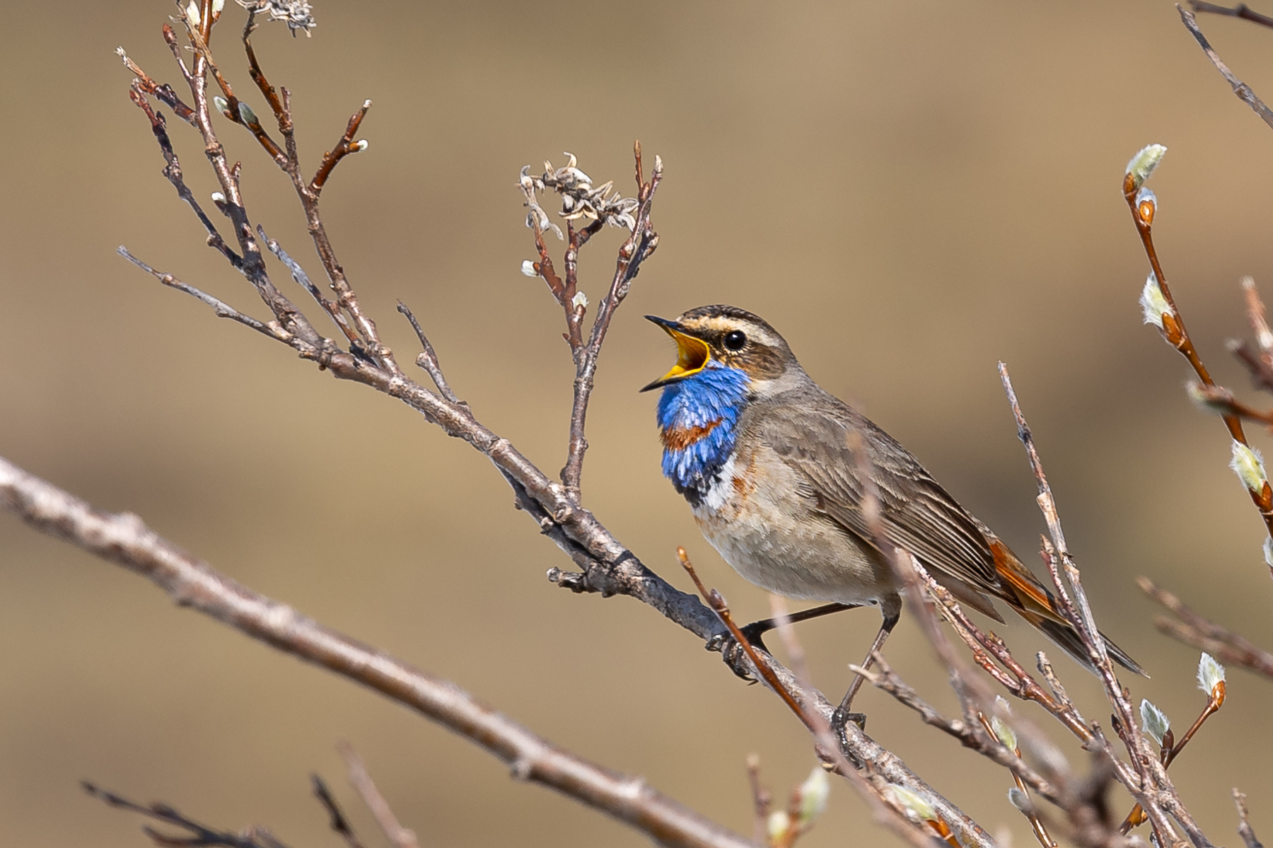 Rotsterniges Blaukehlchen - eine schöne Überraschung zur Frühstückspause