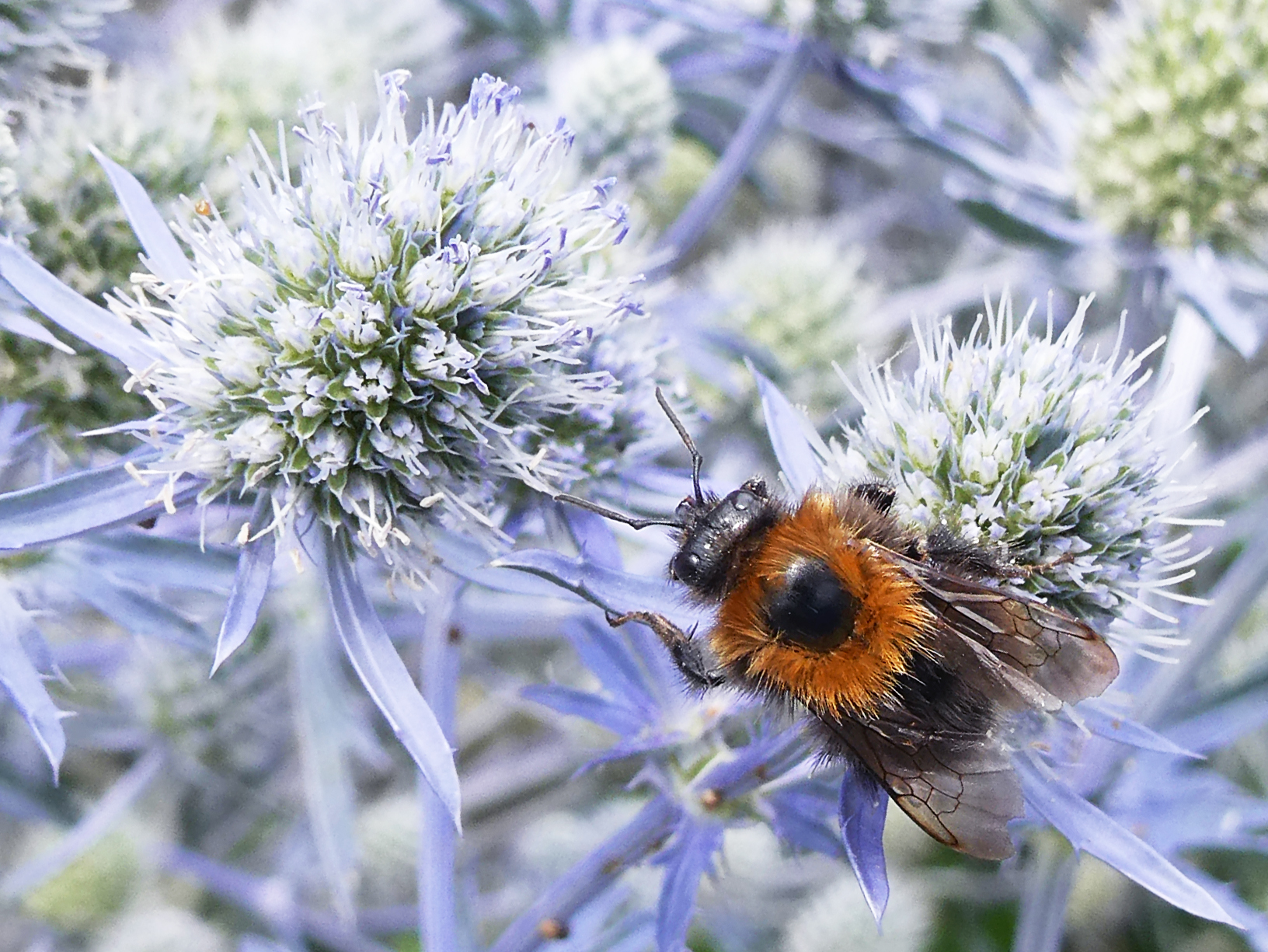 " Wanderhummel mit Rucksack"  ...