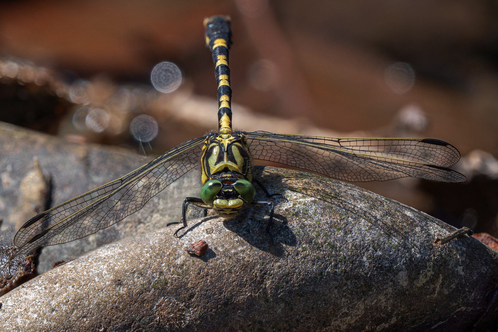 Kleine Zangenlibelle  ( Onychogomphus forcipatus )