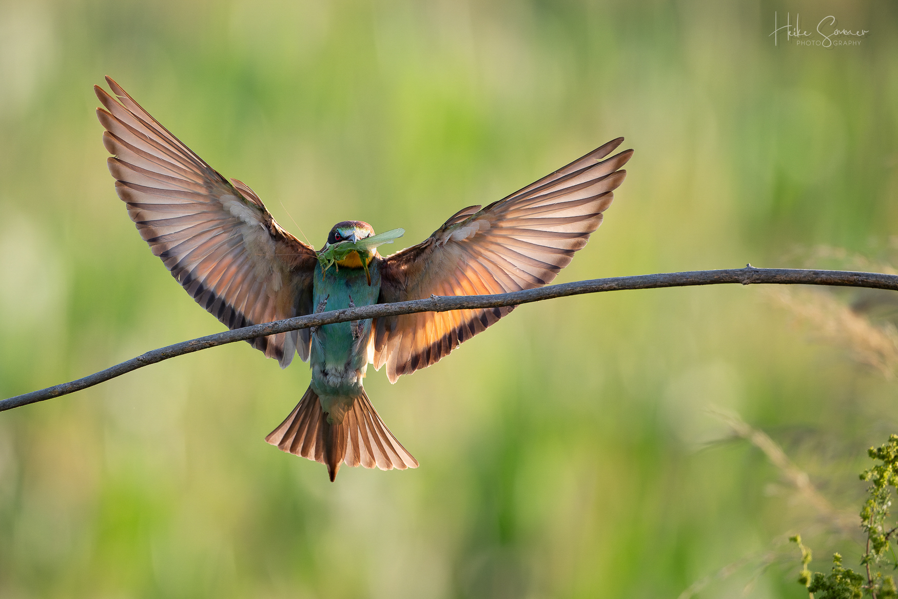Im Anflug mit fetter Beute
