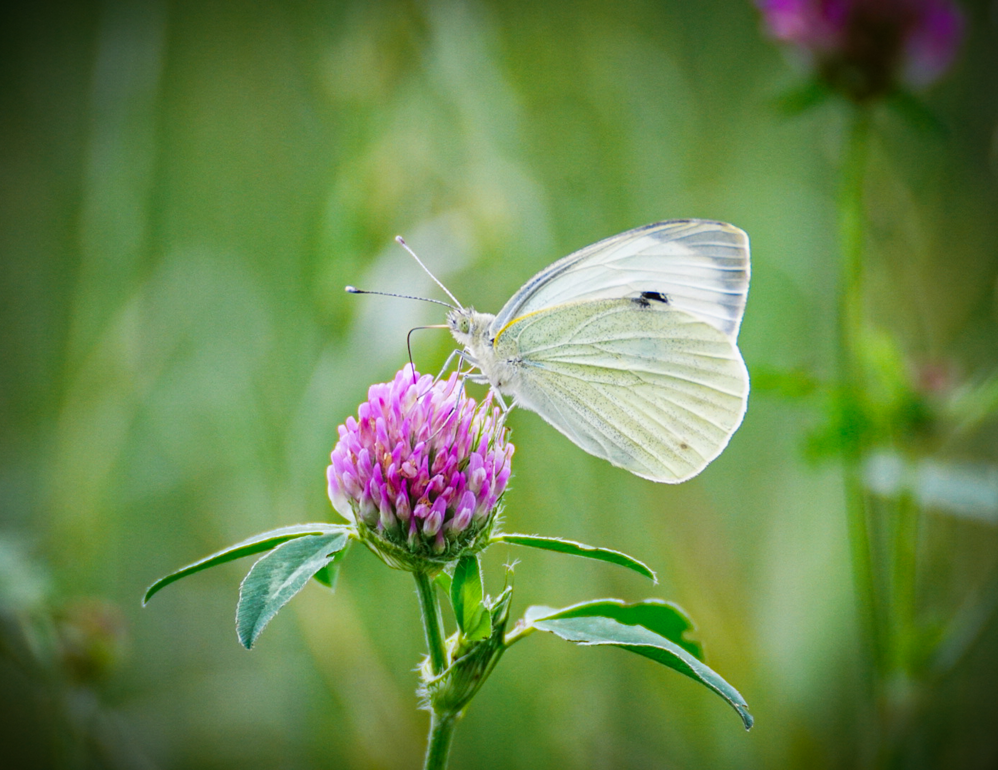 Kohlweißling auf Kleeblüte