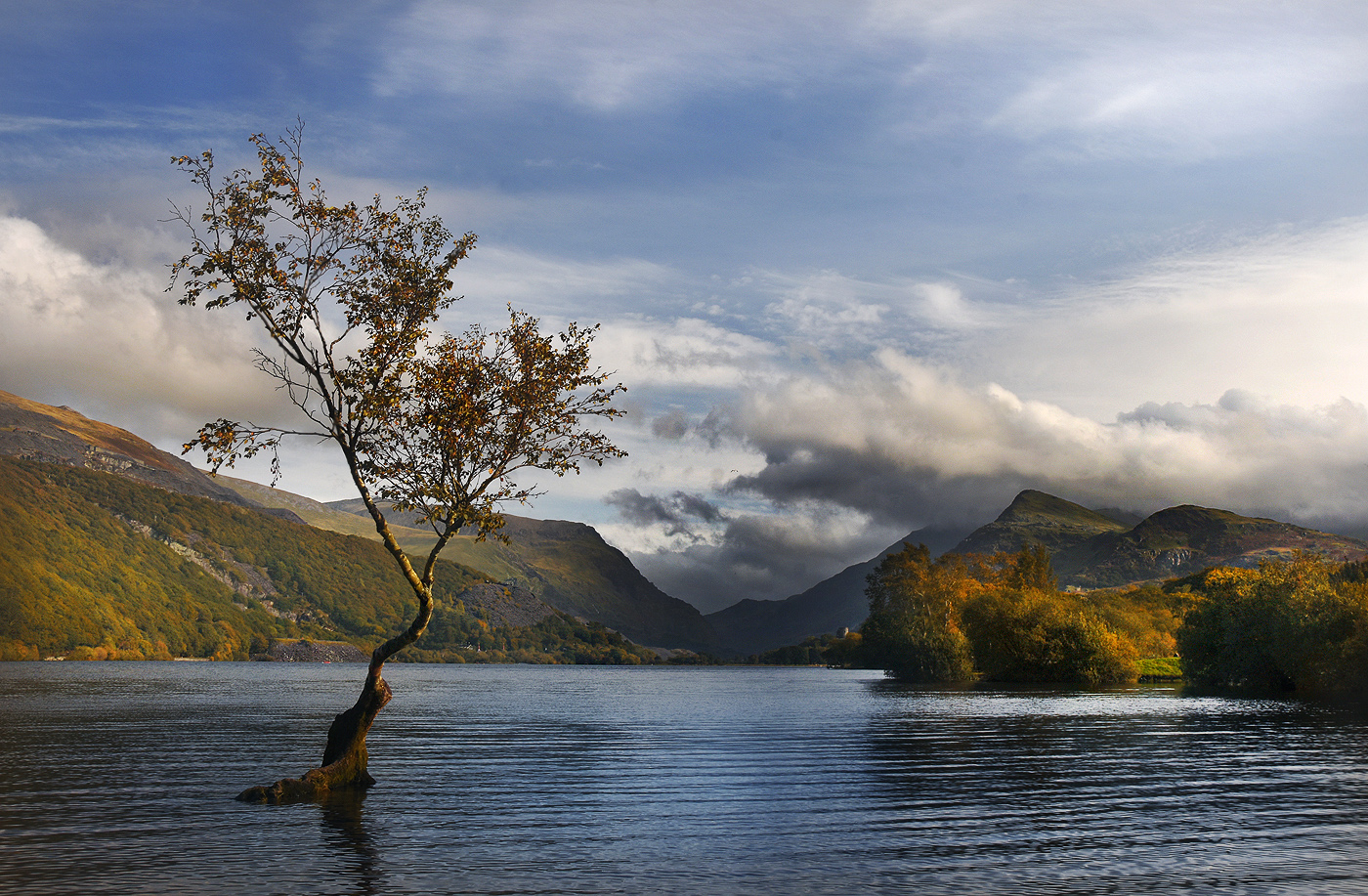 Lonesome Tree ...,