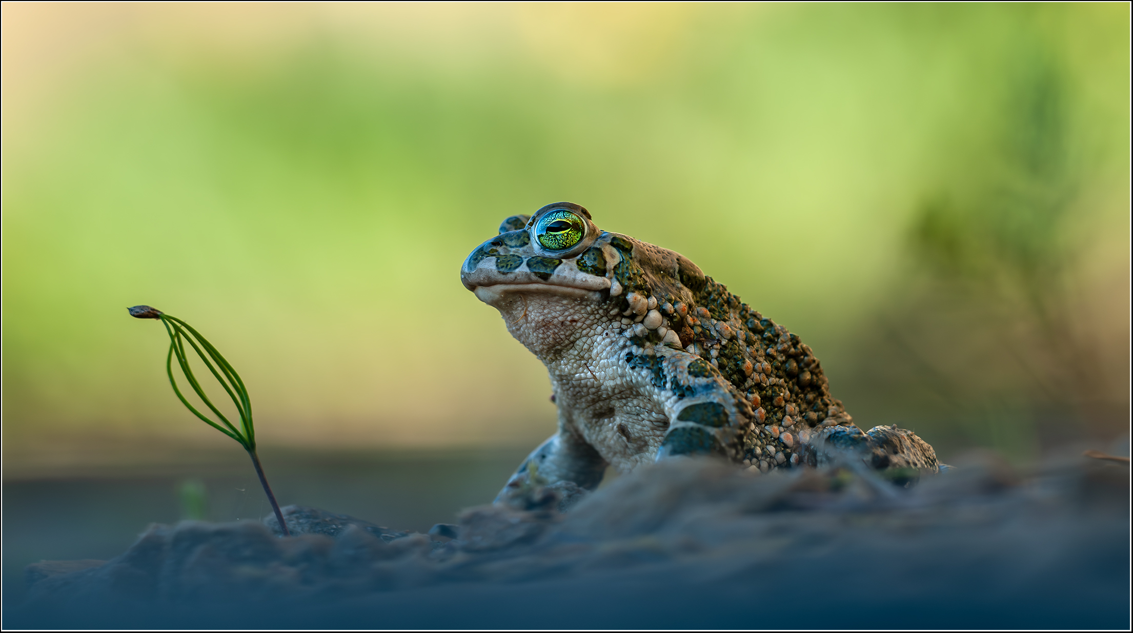 "Veränderliche Kröte..."
