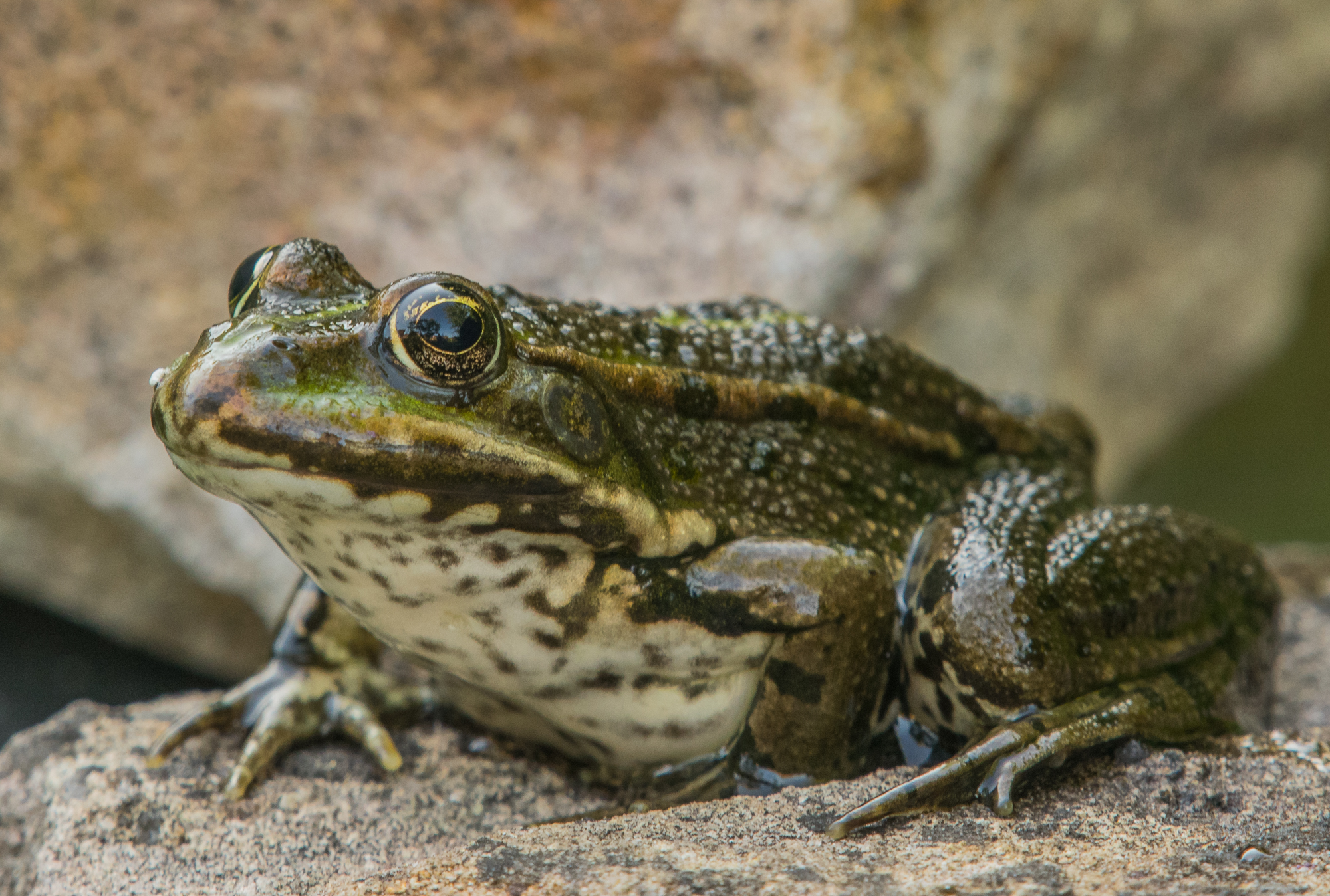 Teichfrosch