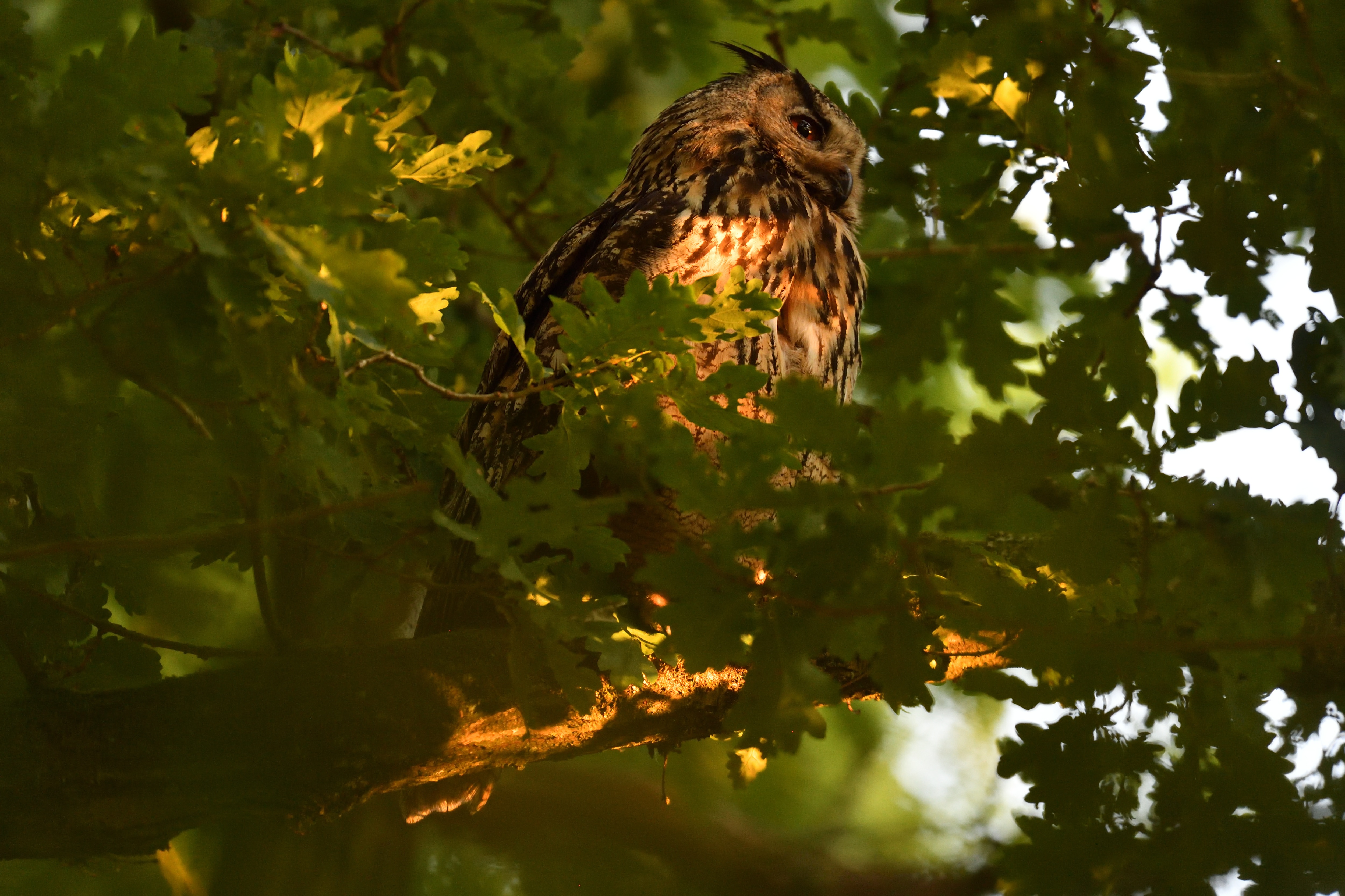 Uhumännchen schaut in den Sonnenuntergang