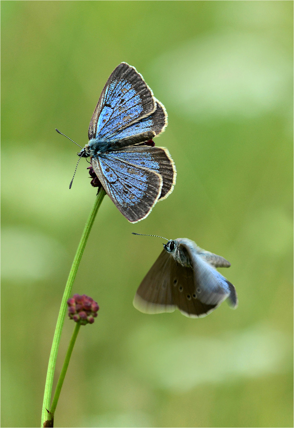 Wiesenknopf-Ameisenbläuling