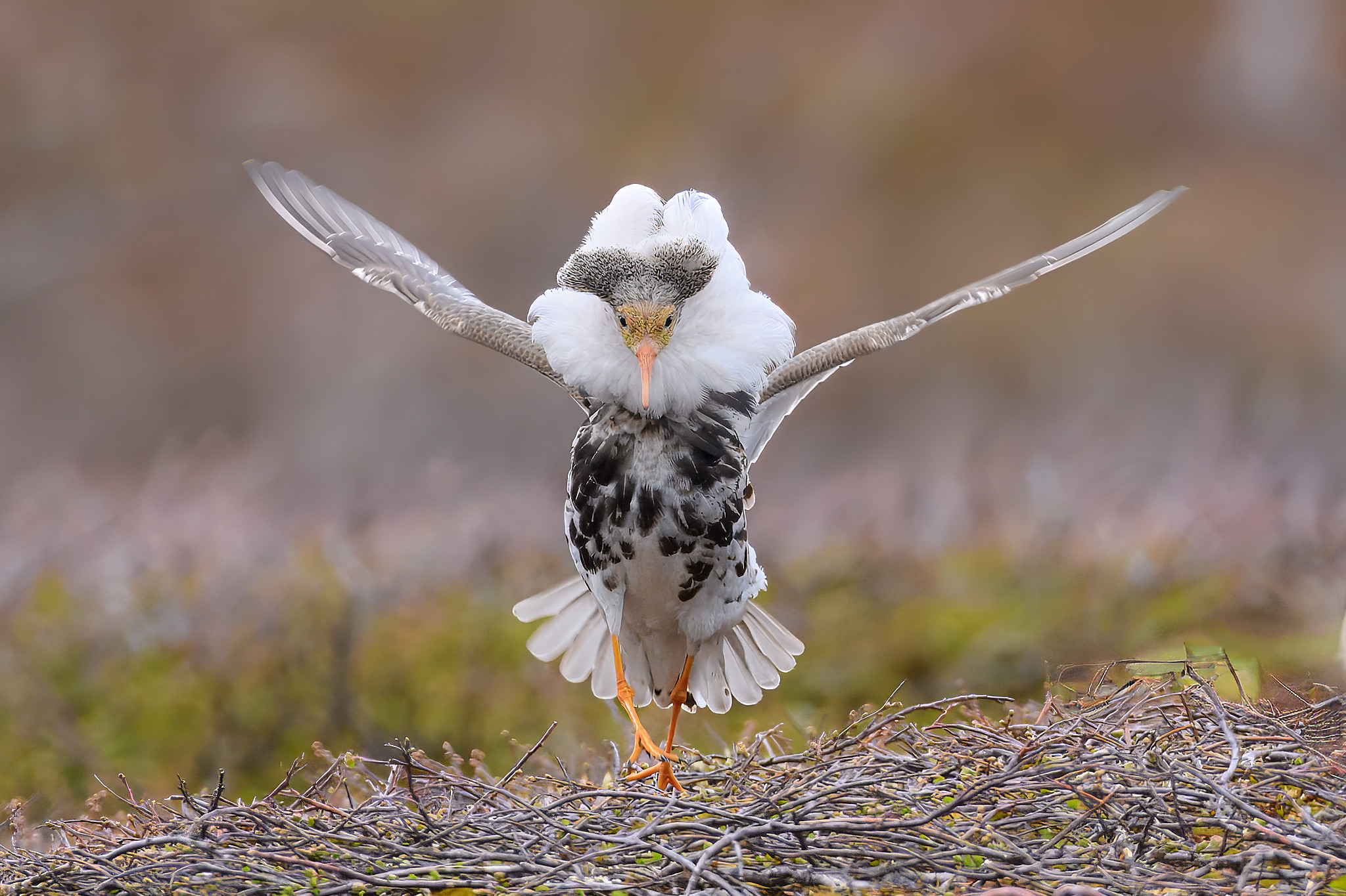 Let´s Dance