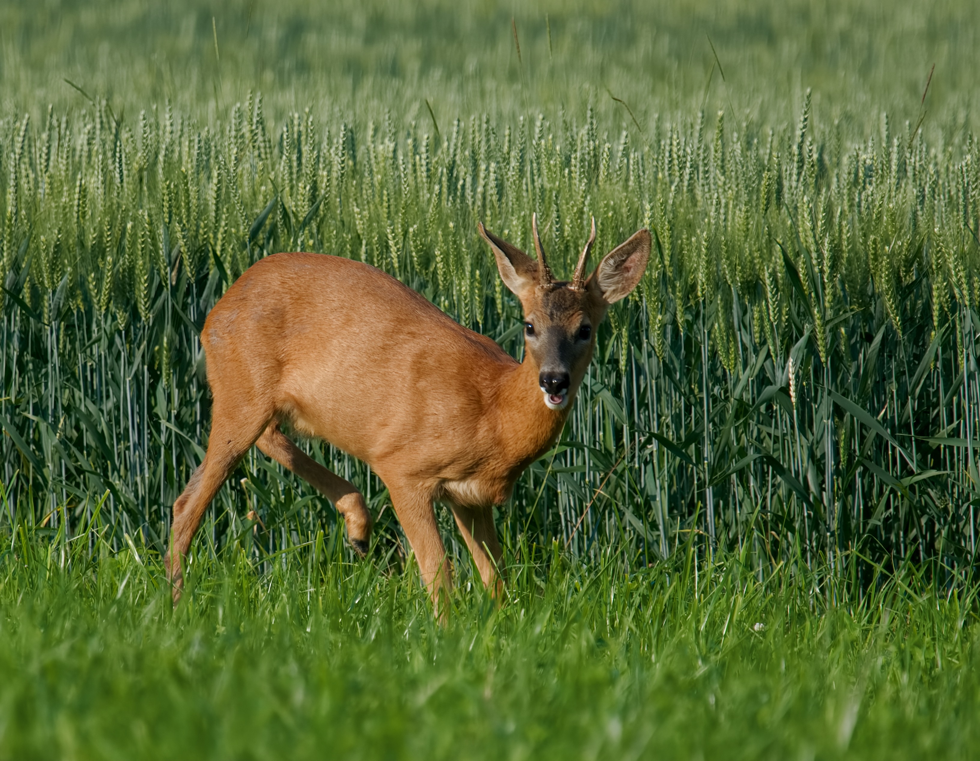 Erschrocken