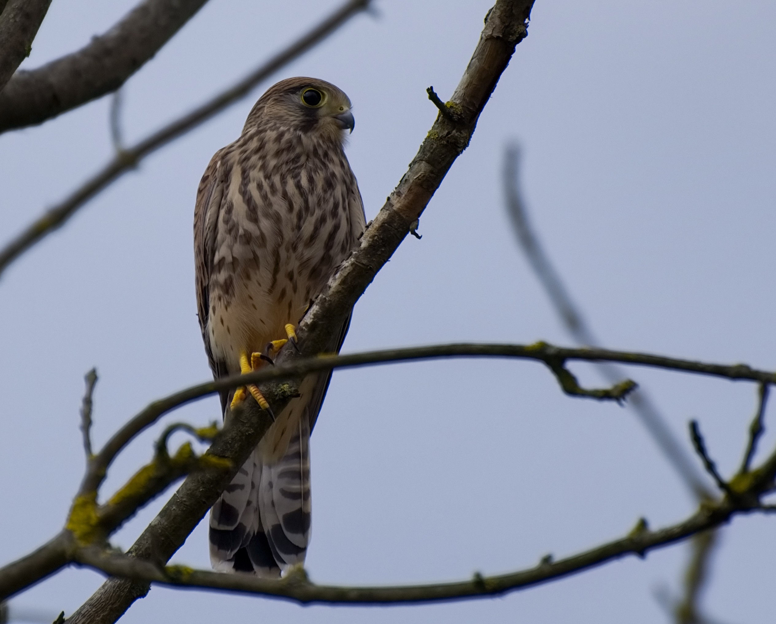 Falke bewacht das Nest