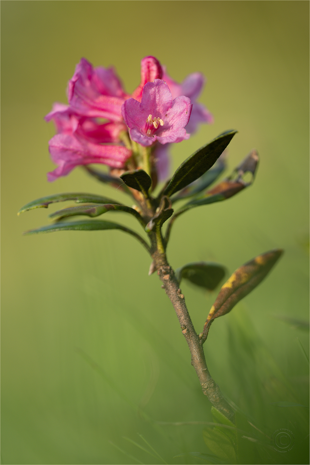 Rostblättrige Alpenrose