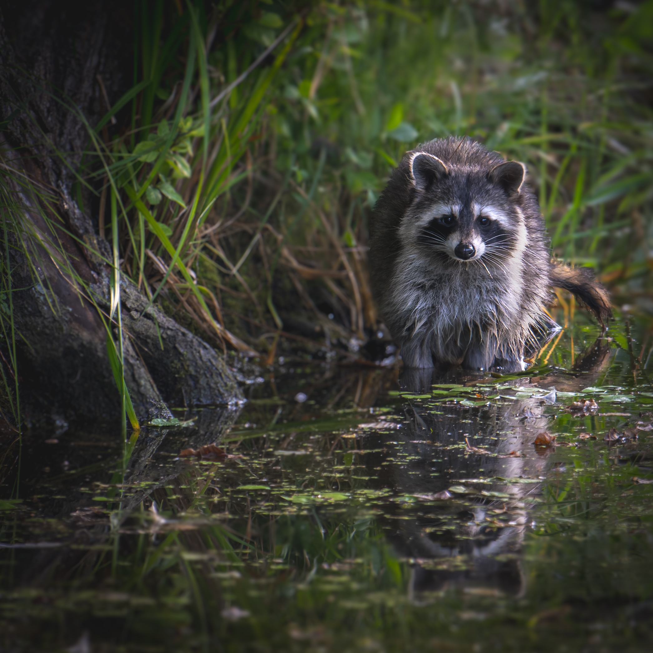 Waschbär am Wasser