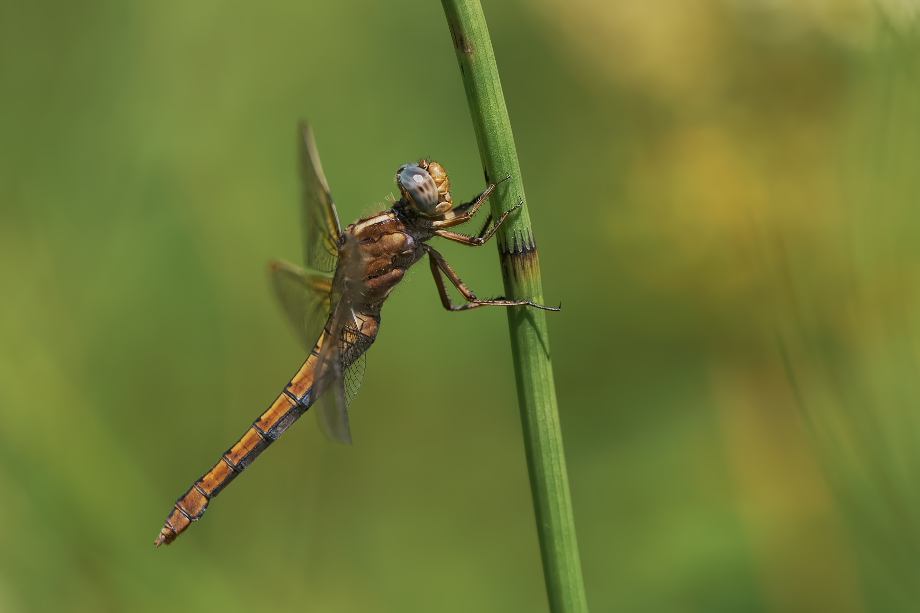 Kleiner Blaupfeil ♀