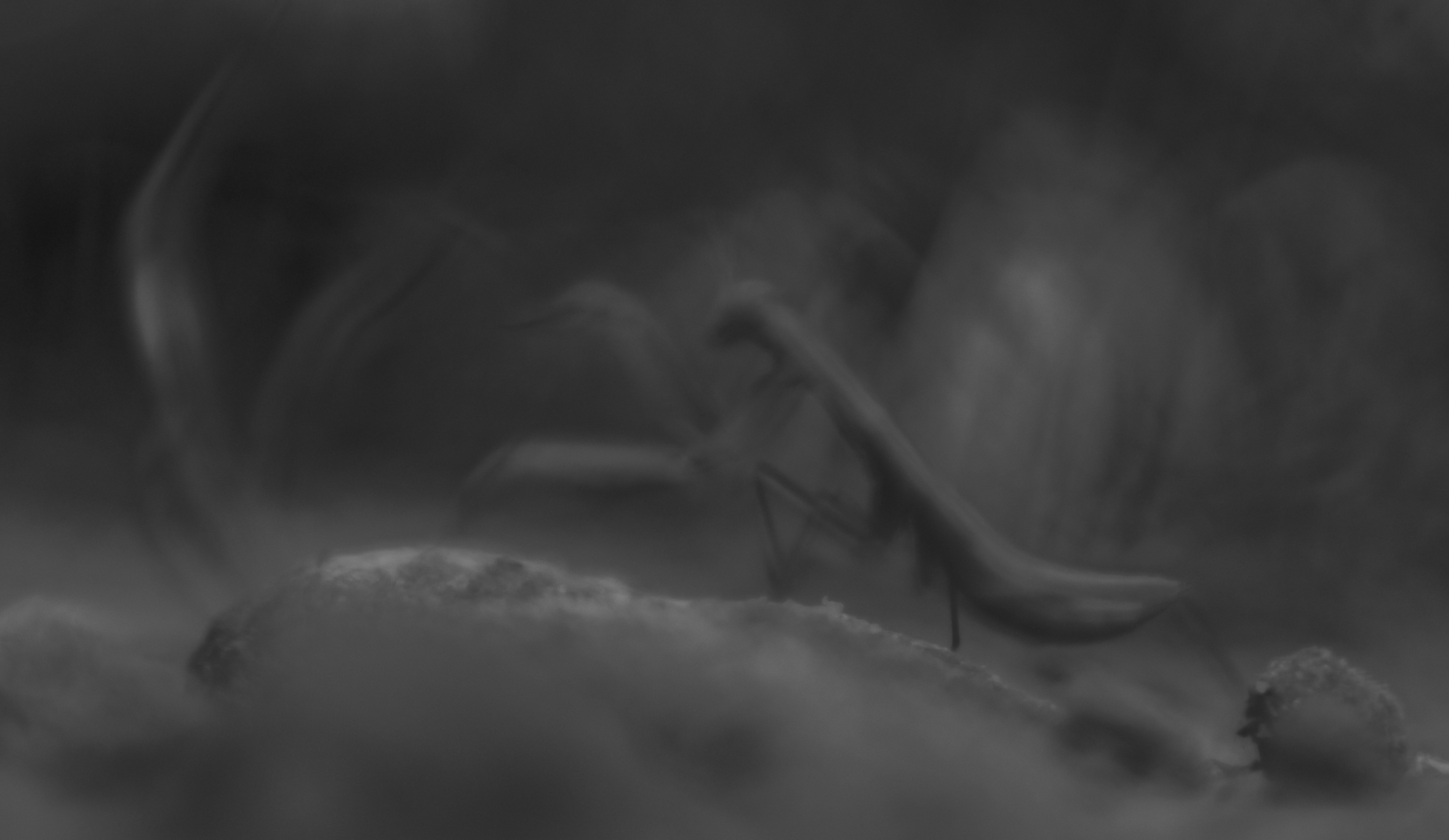 Kampf der Schatten