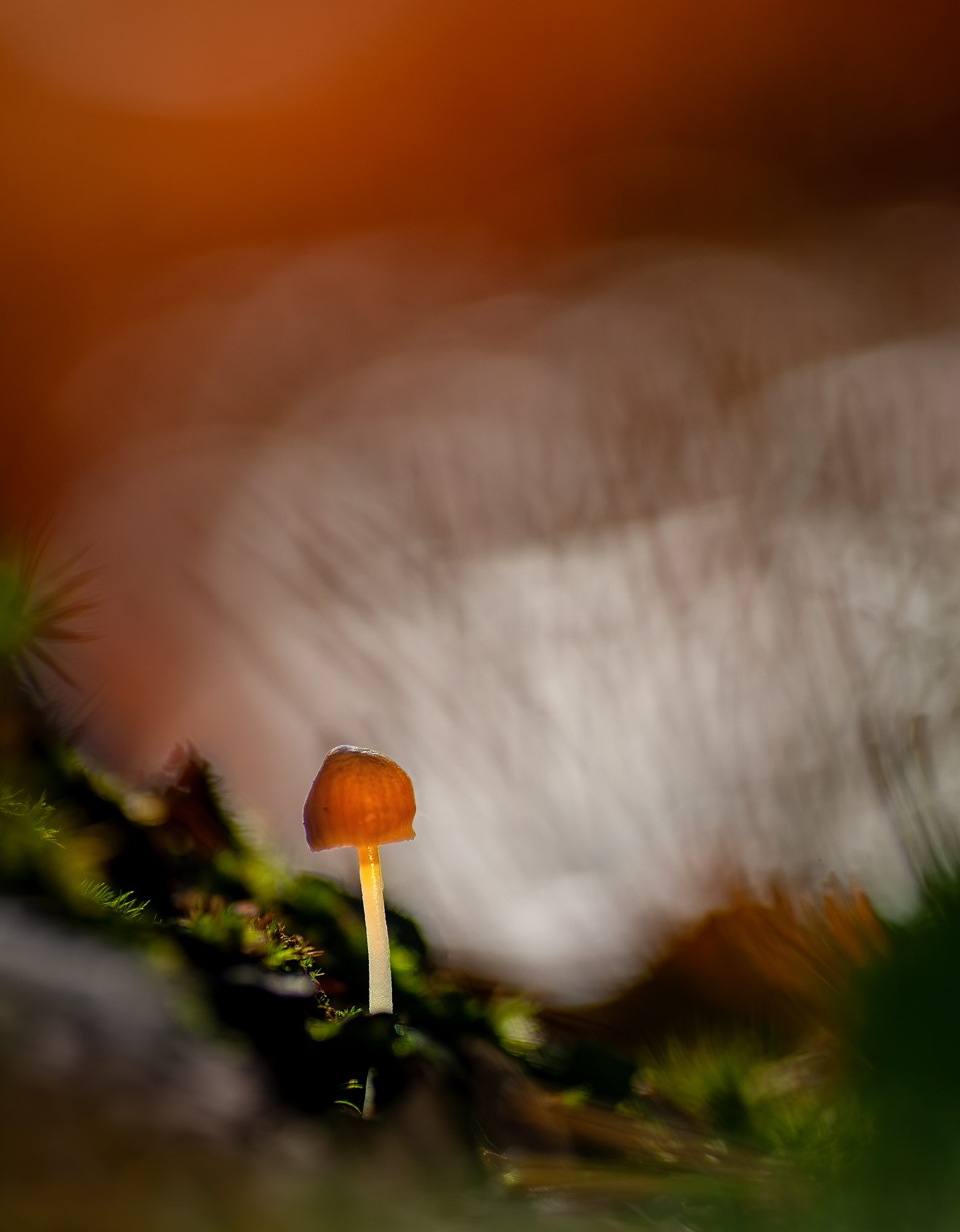 "Im Licht"