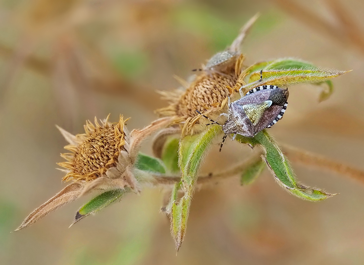 Baumwanze (Capocoris pudicus) in ihrem Umfeld