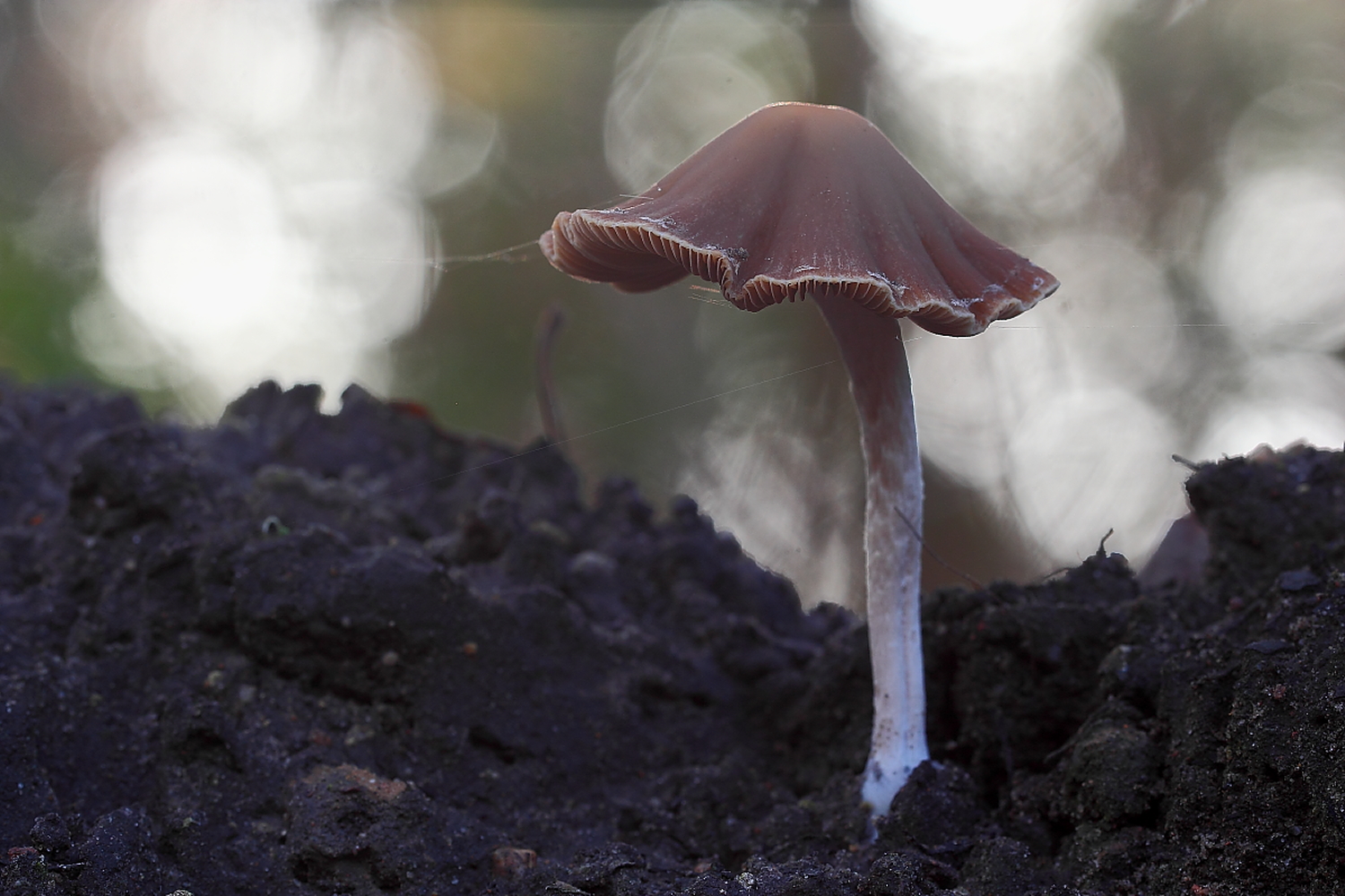 3-Tage-Pilz