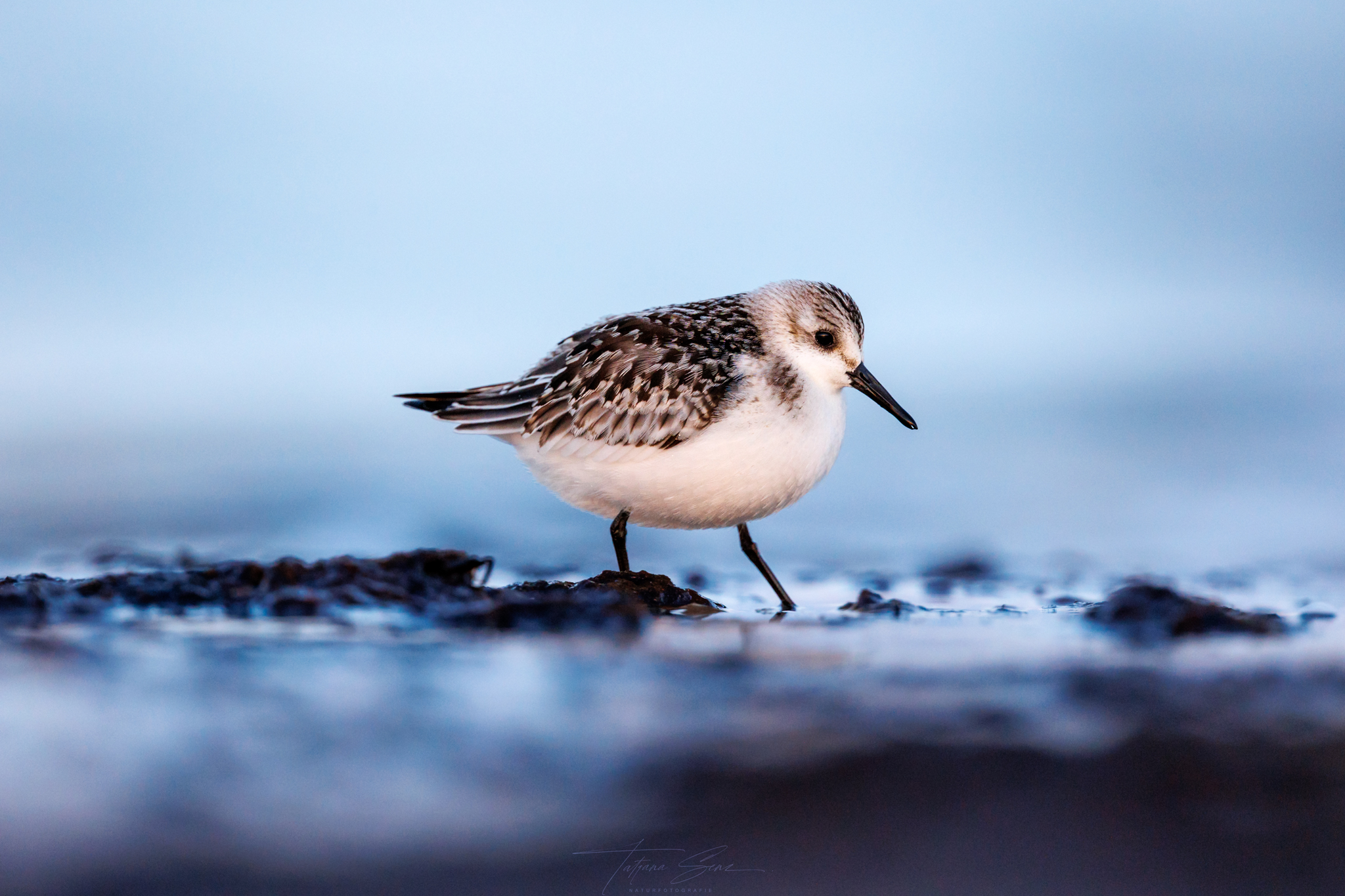 SANDERLING IM ABENDLICHT
