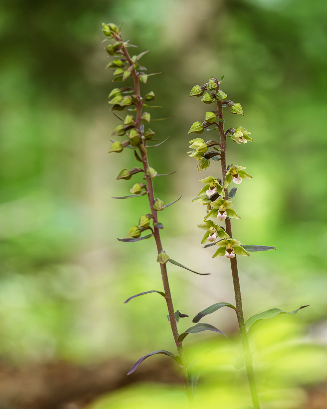Breitblättrige Stendelwurz  ( Epipactis helleborine )