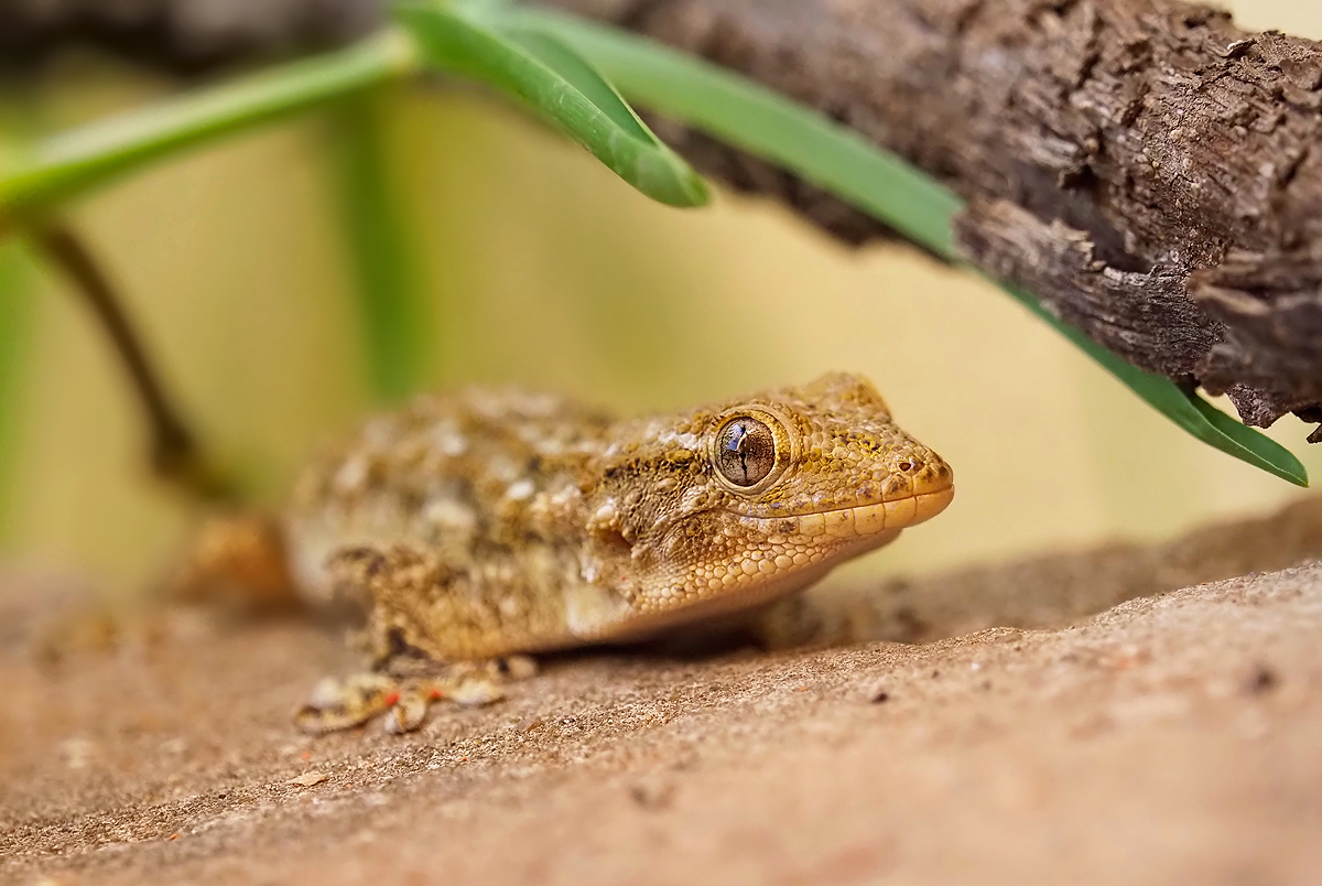 Gecko 