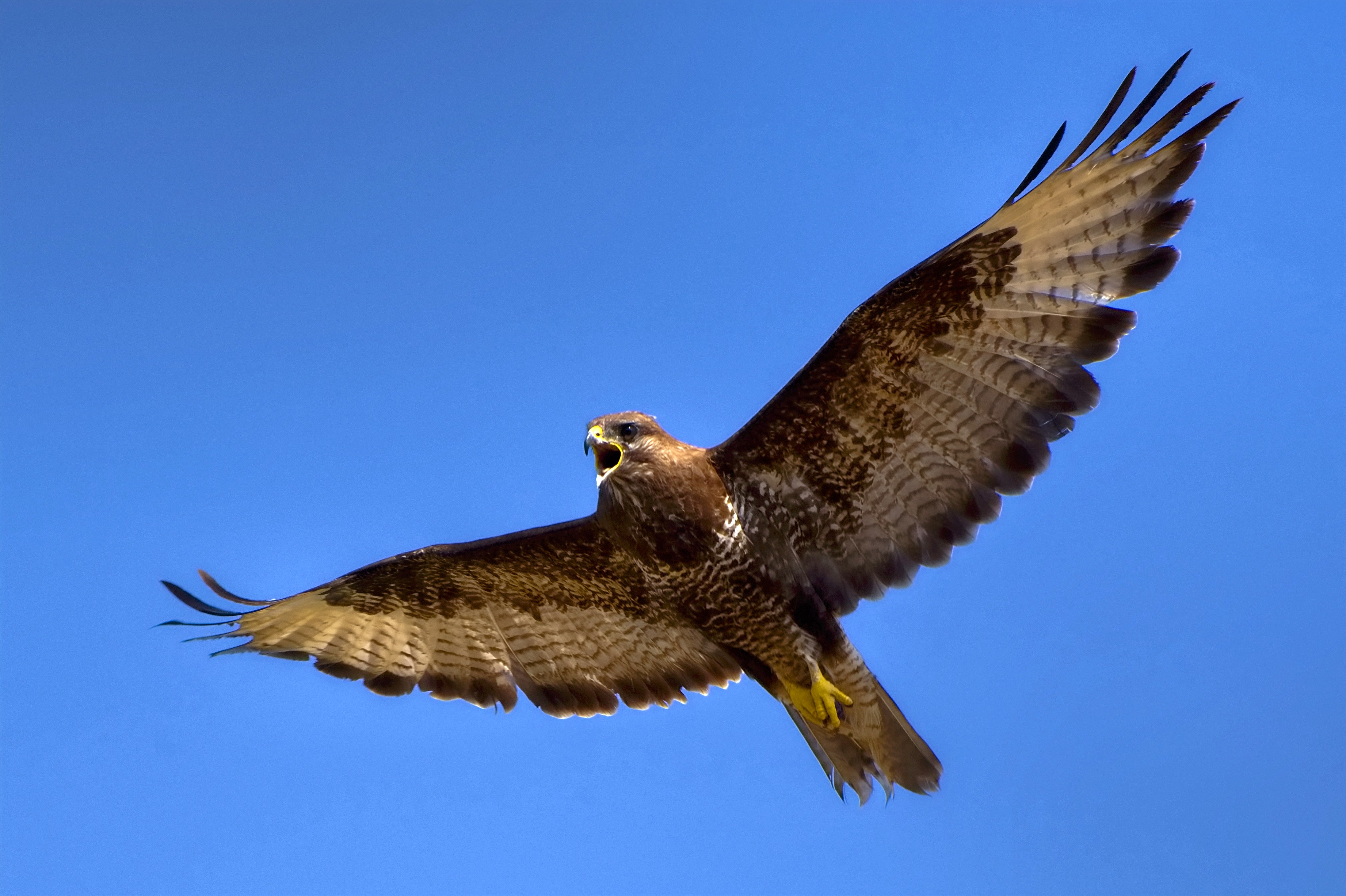 Mäusebussard