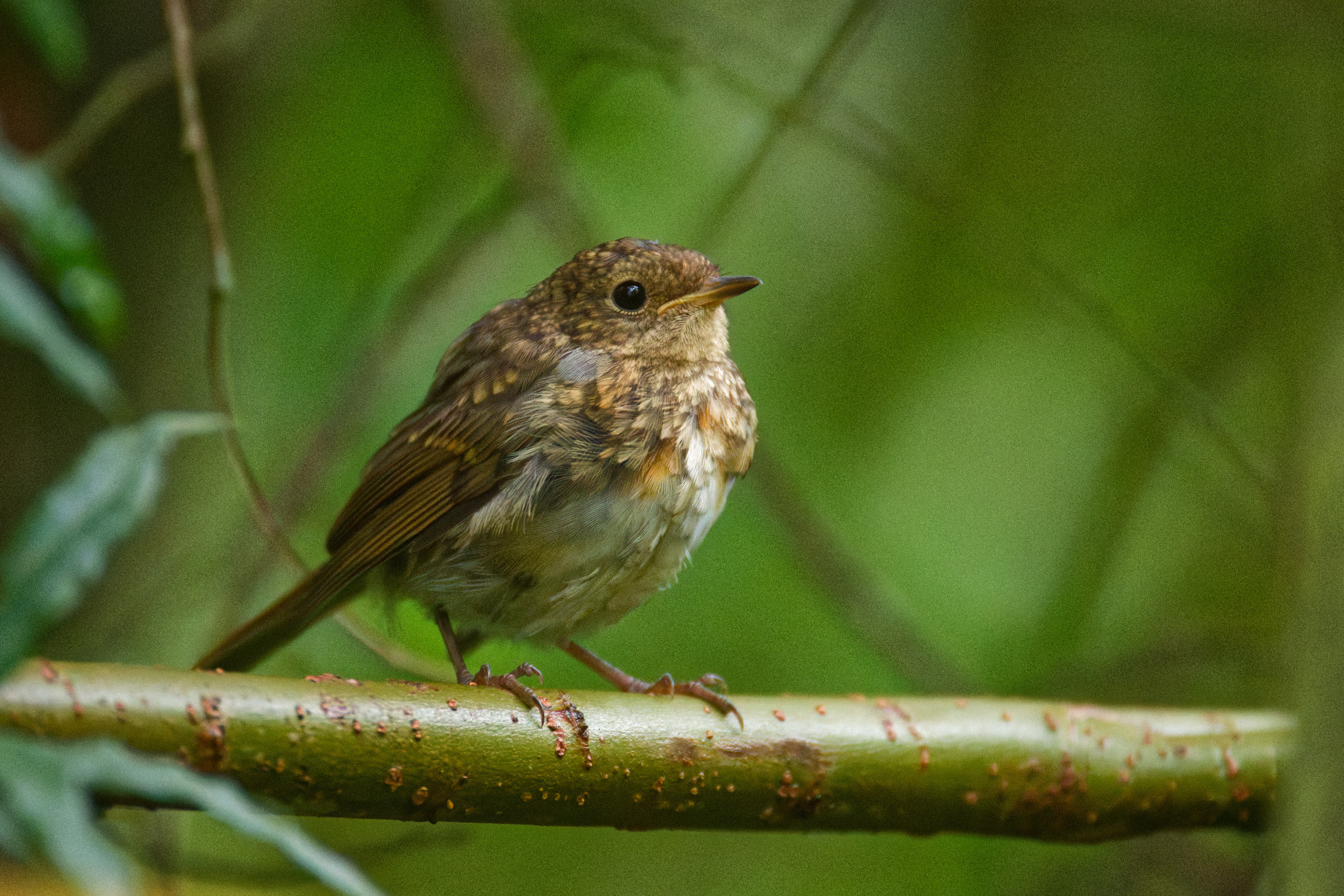 Rotkelchen Jungvogel