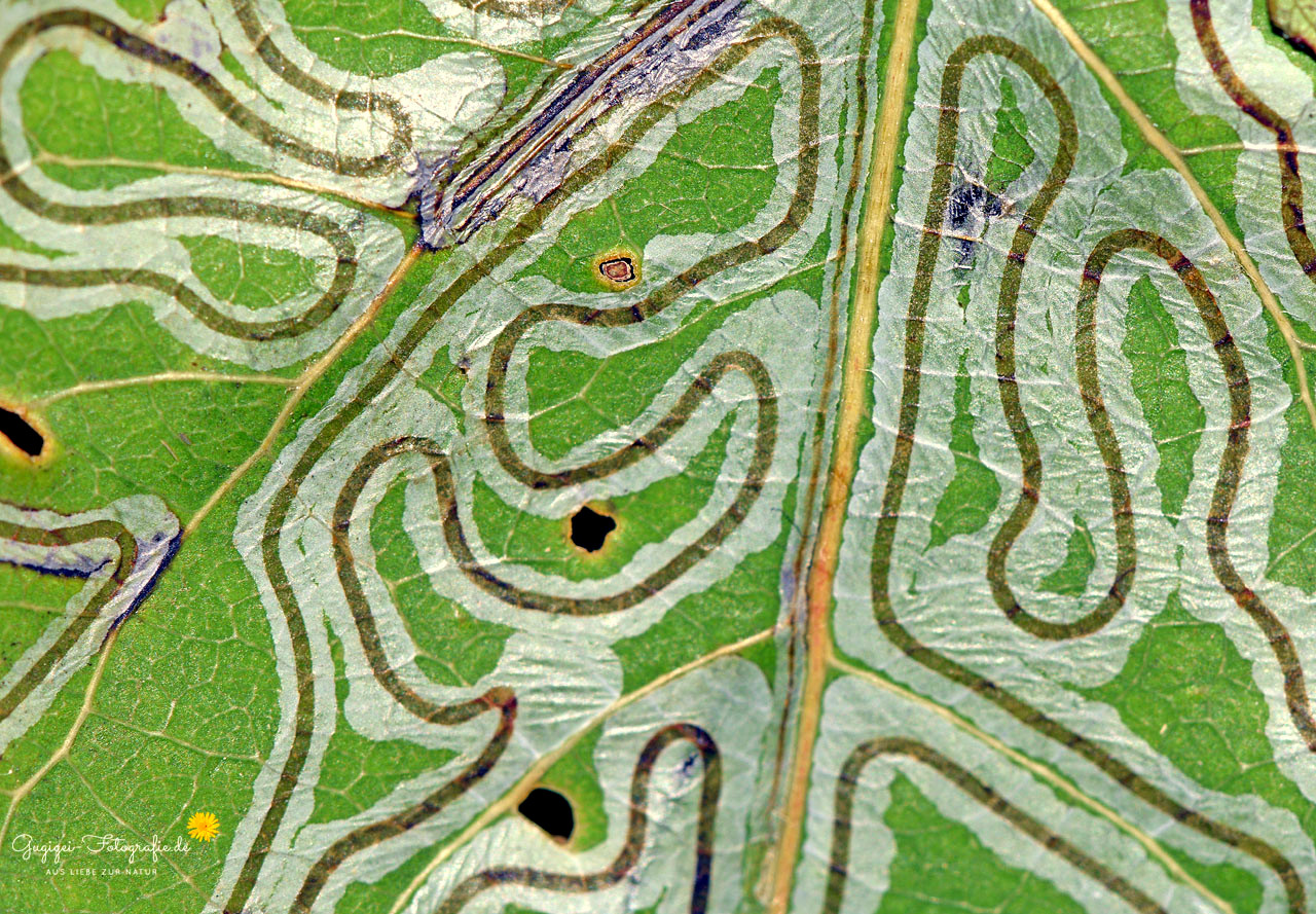 Ein Labyrinth