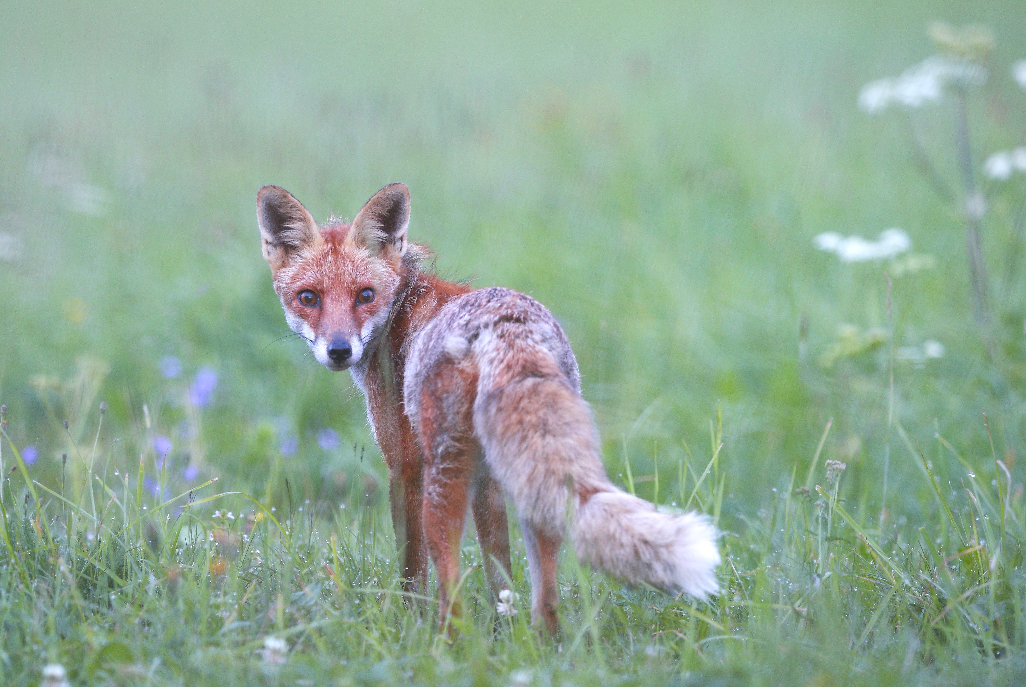 Rotfuchs Erzgebirge