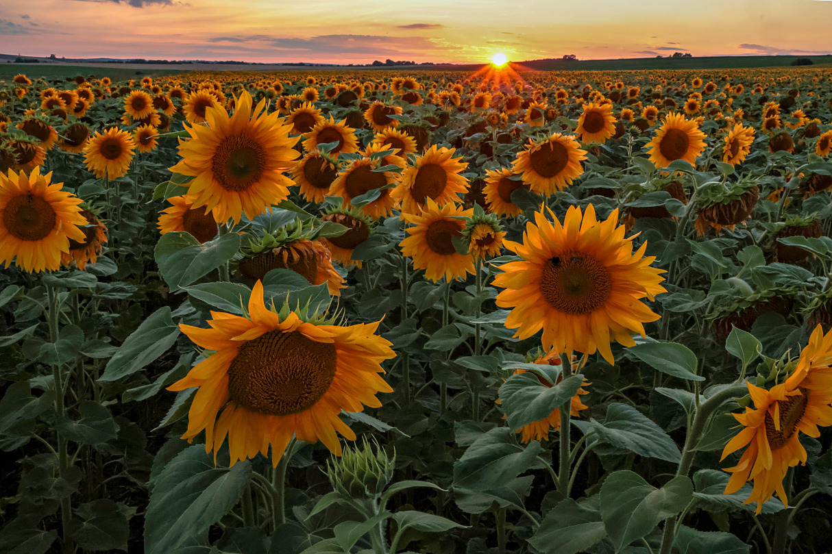 Sonnenblumenfeld im Sonnenuntergang