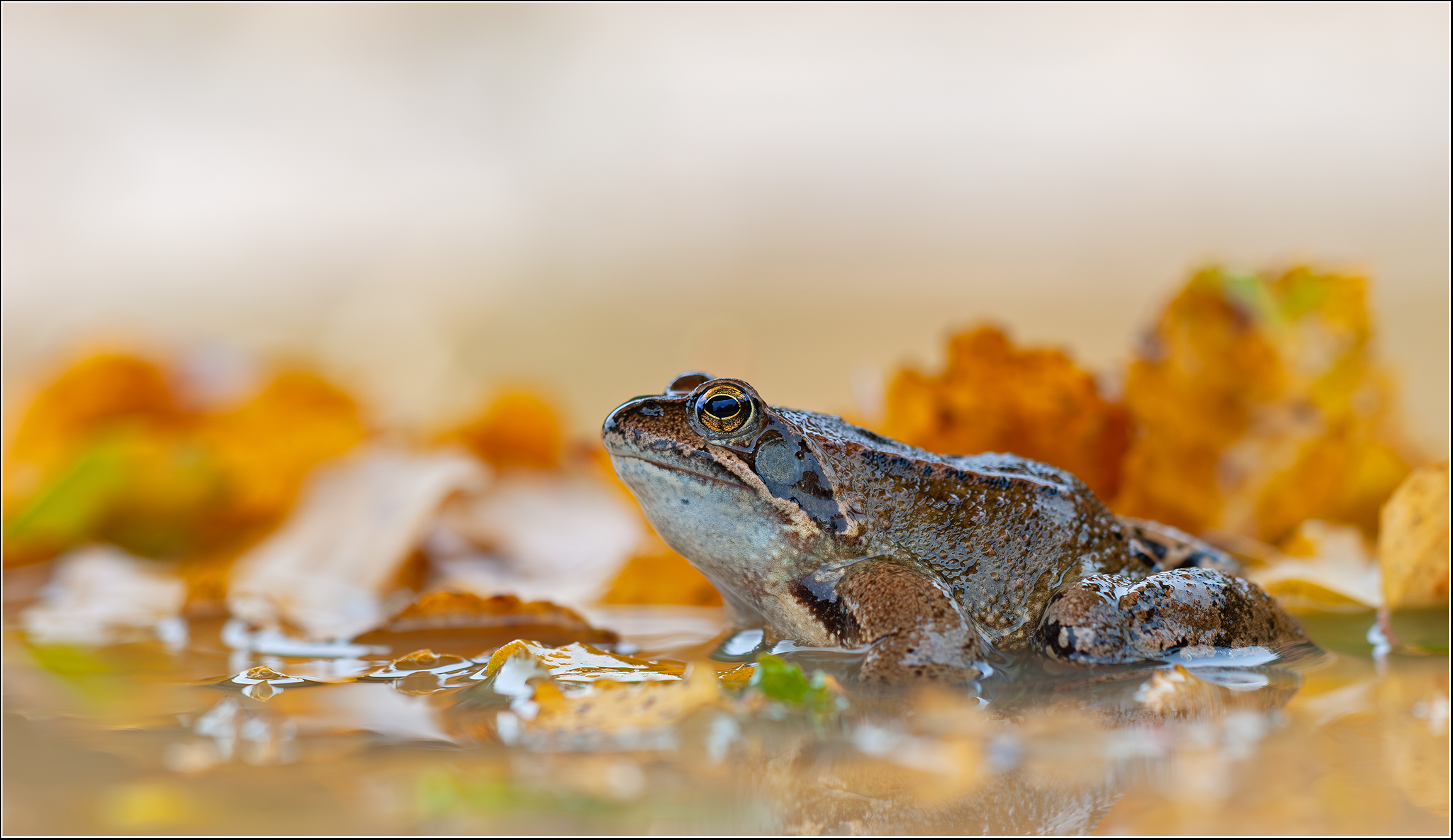"Herbststimmung"