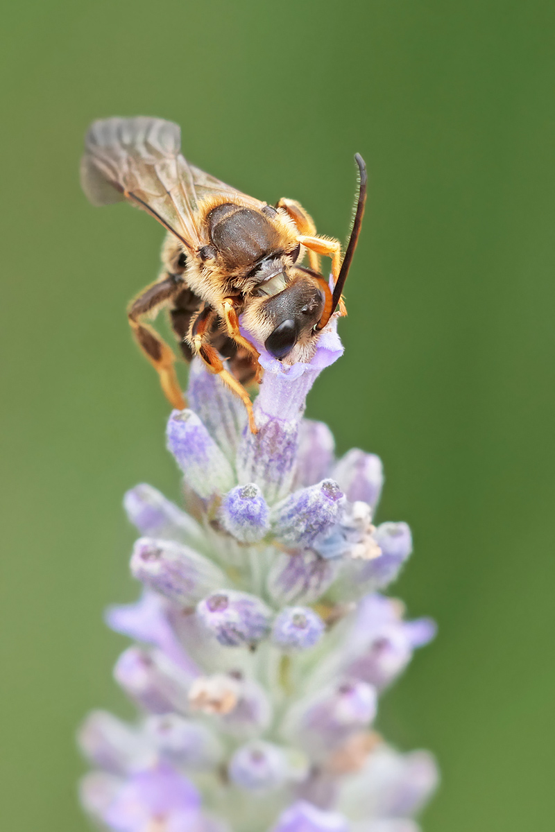 Wildbienen